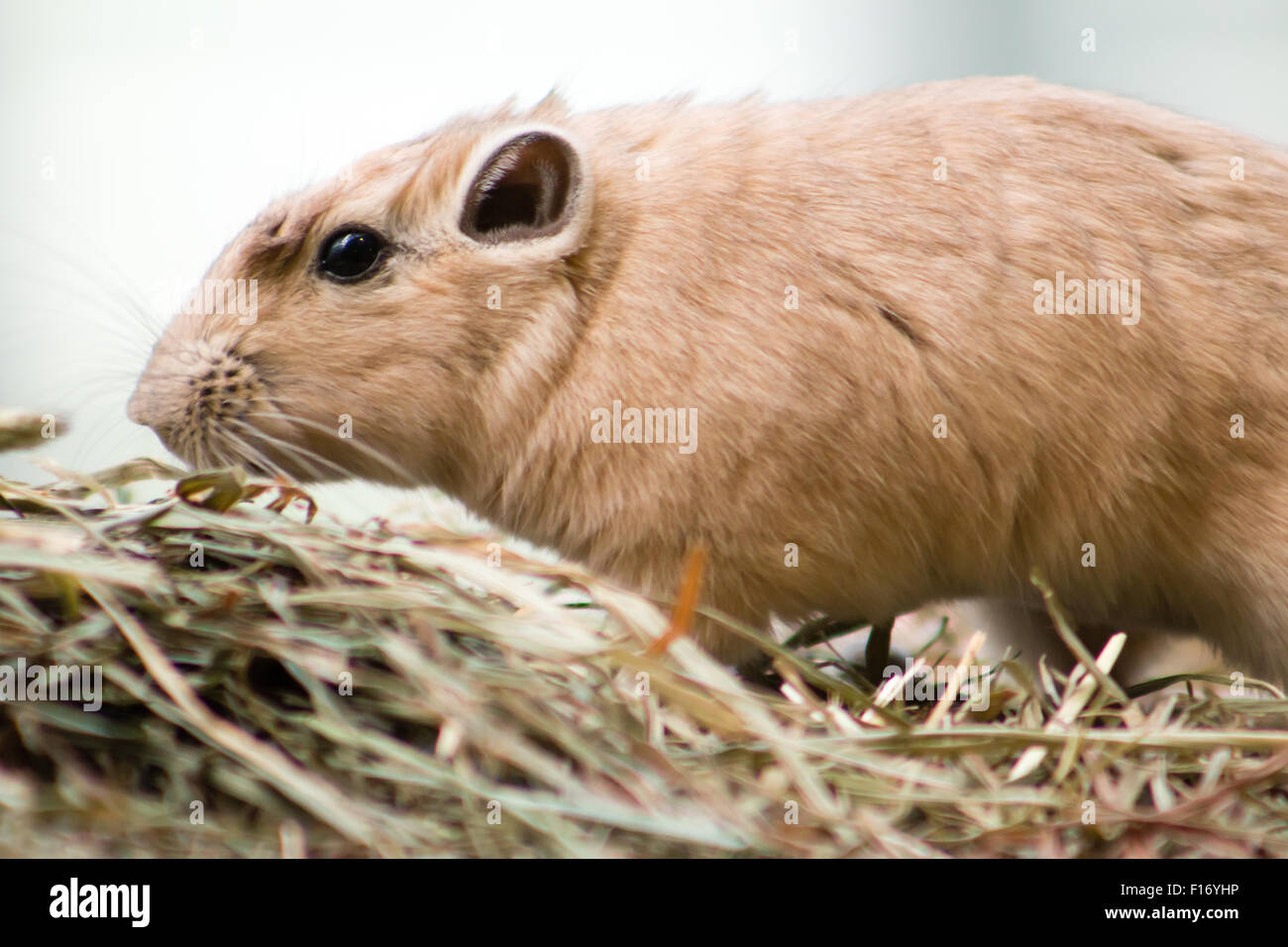 Gemeinsamen Gundi (Ctenodactylus Gundi) Stockfoto