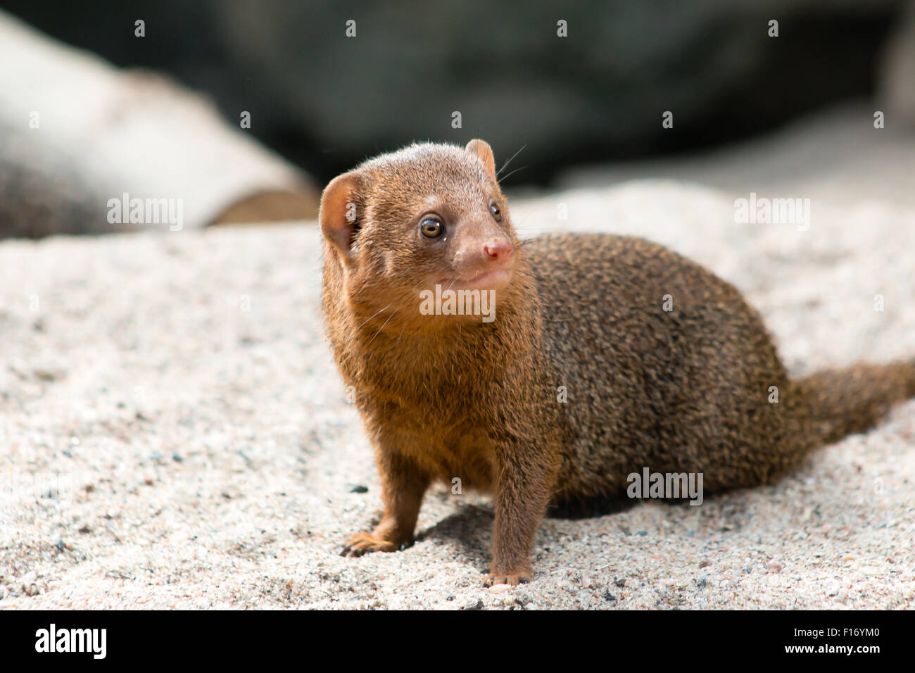 Gemeinsamen Dwarf Mongoose (Helogale Parvula), einem kleinen afrikanischen Fleischfresser. Close-up. Stockfoto