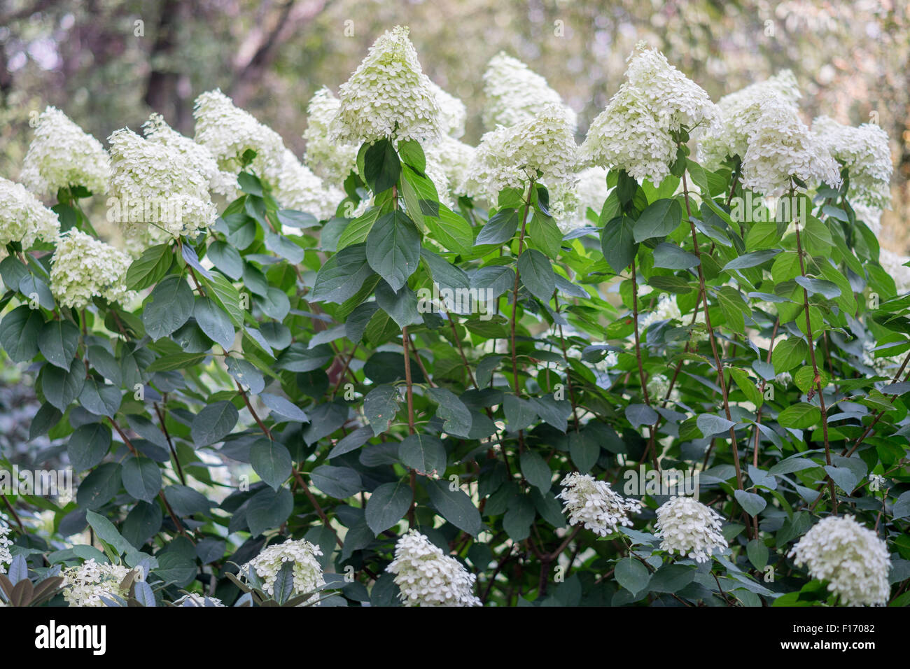 Weiße Hortensie Strauch in voller Blüte Stockfoto