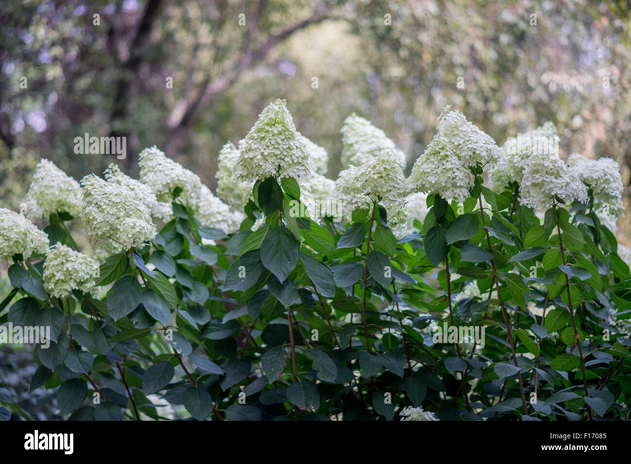 Weiße Hortensie Strauch in voller Blüte Stockfoto