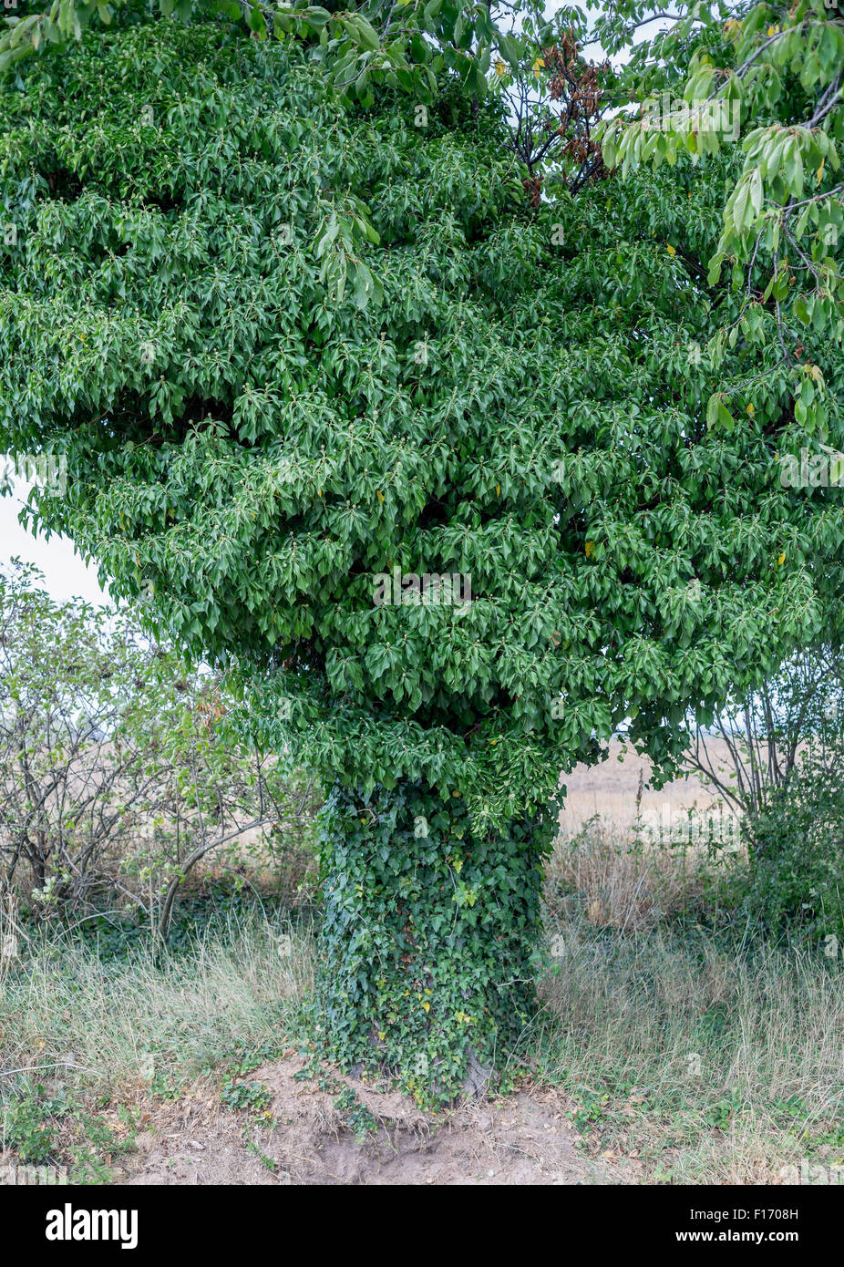 Alter Baum überwuchert von Efeu Hedera helix Stockfoto