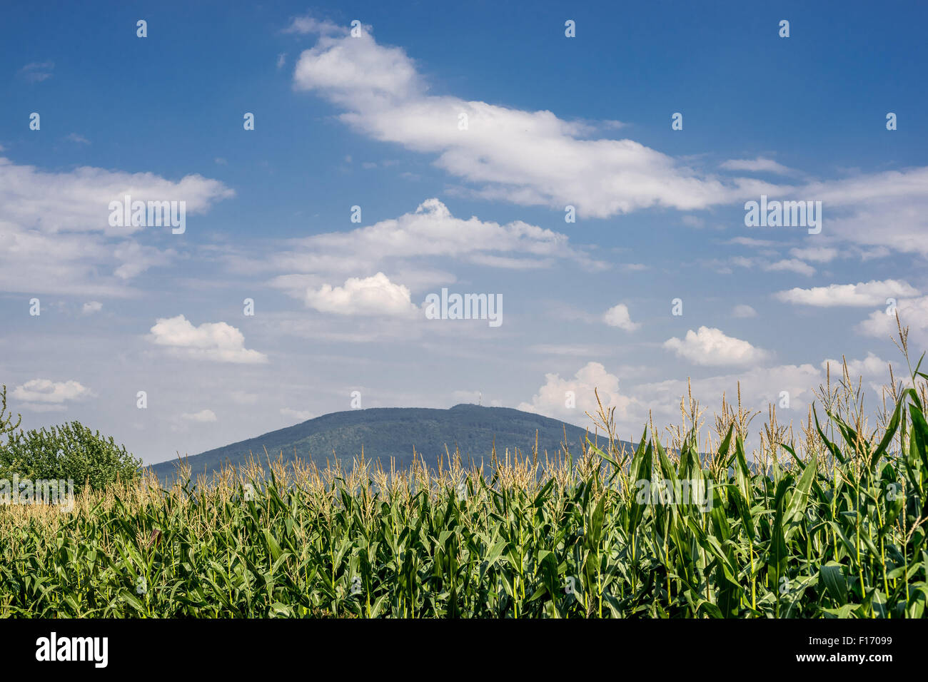 Zahlreiche Cumuluswolken über Mount Sleza niedriger Schlesien Polen Stockfoto