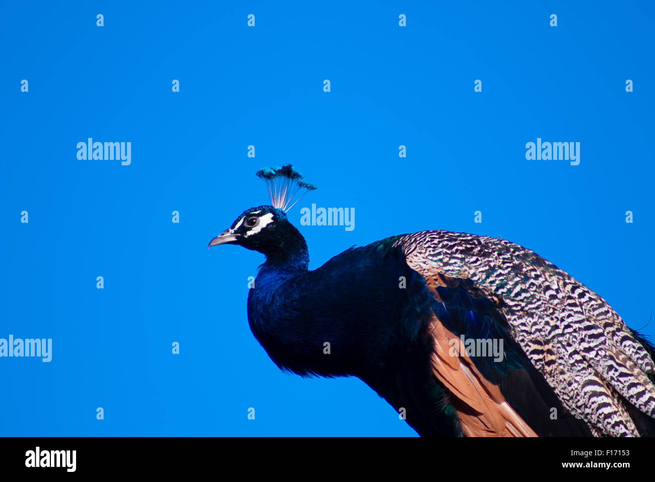 Pfau Hahn, Foto gegen blauen Himmel bei sonnigem Wetter. Stockfoto
