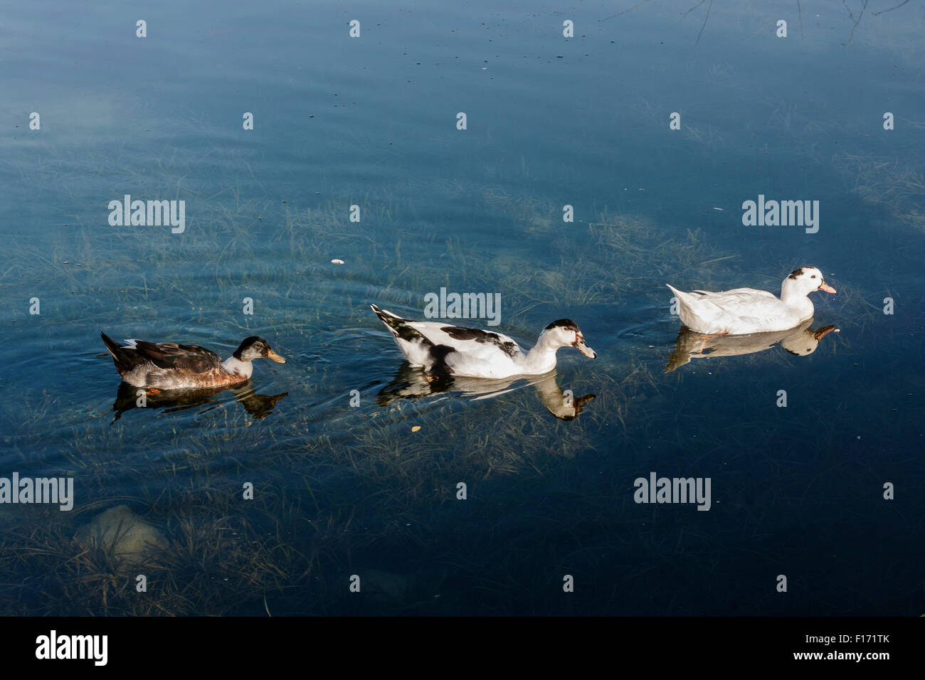 Banyoles Teich. Stockfoto
