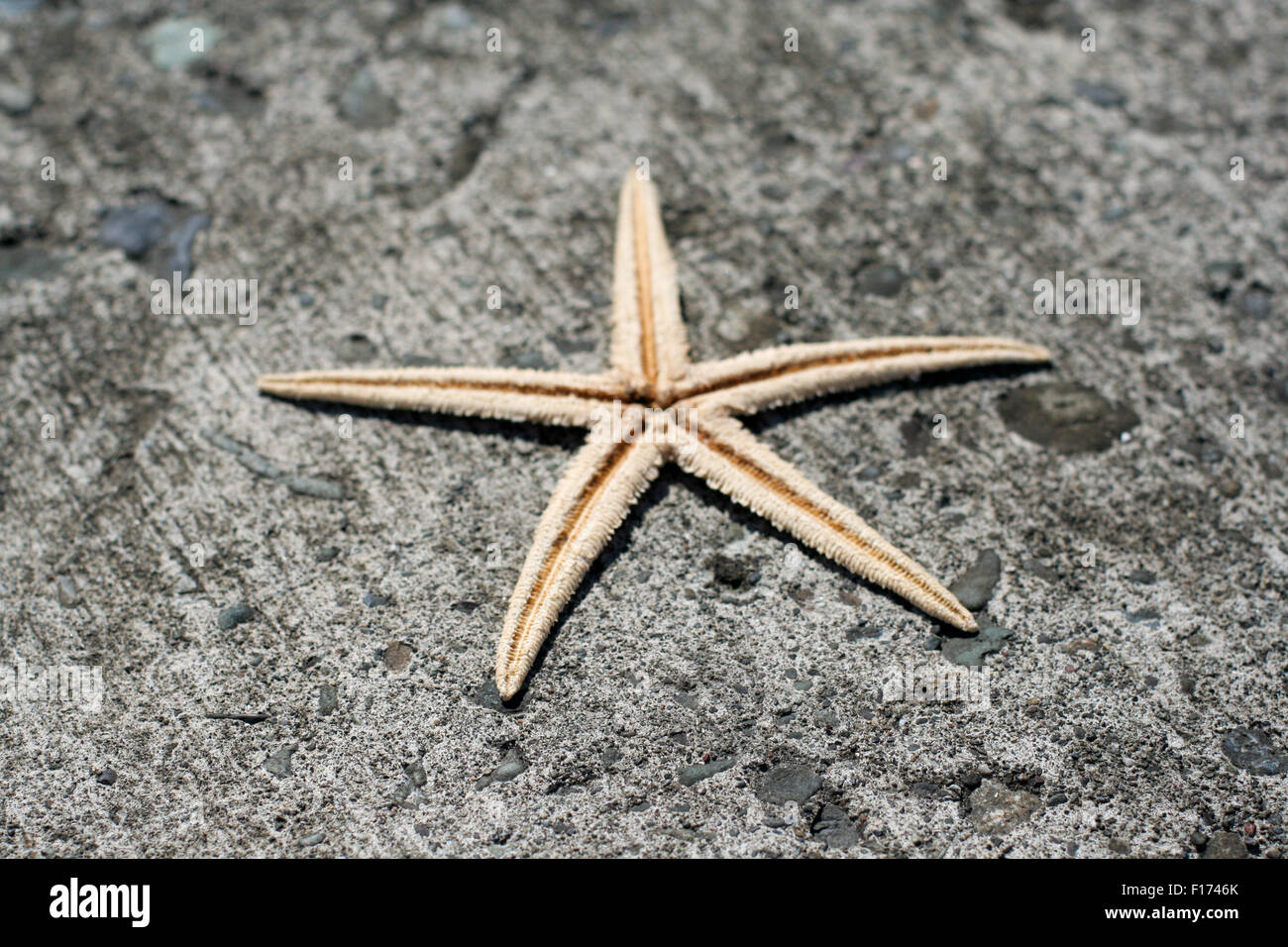 Skinny Seestern auf Beton Stockfoto