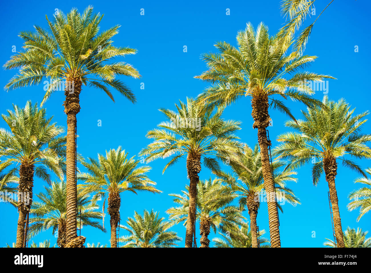California-Palmen und blauem Himmel. Palmen-Plantage. Leitern an den Bäumen. Stockfoto