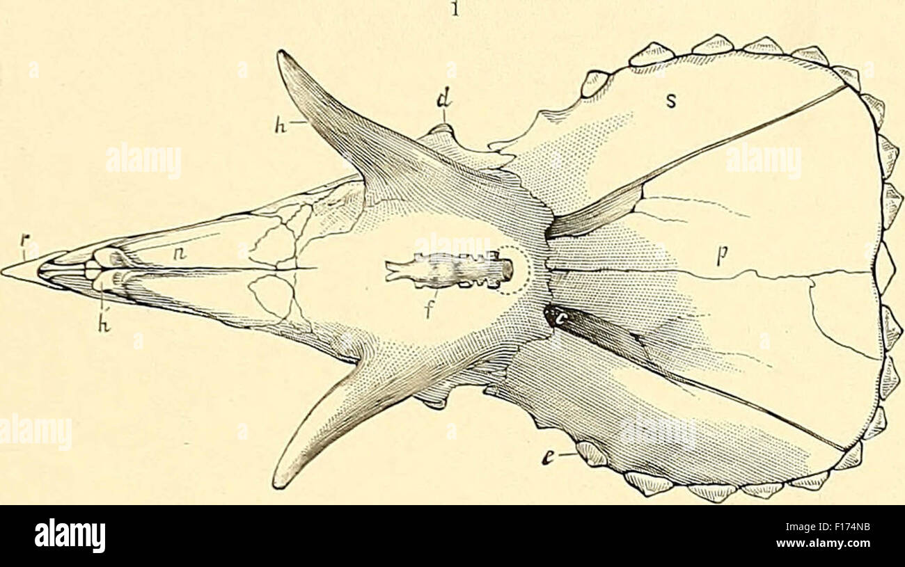 Triceratops Schädel Stockfoto