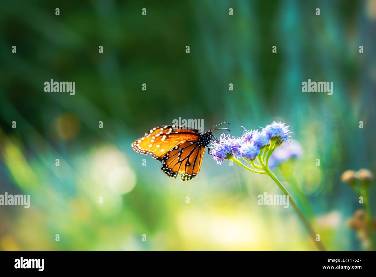 Sommer Wiese Schmetterling Natur Fotohintergrund mit Textfreiraum. Stockfoto