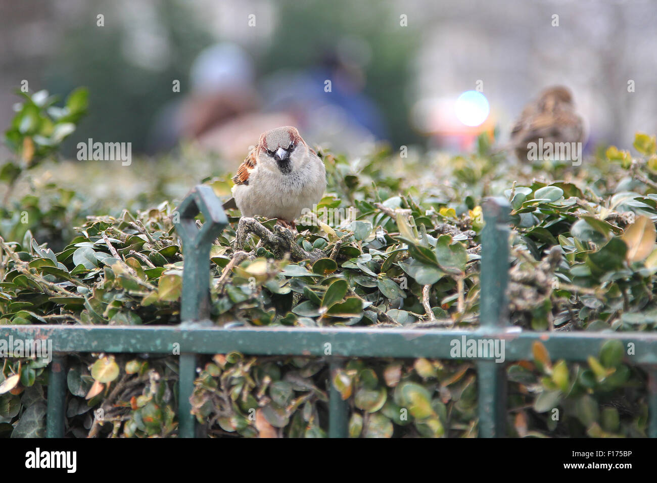 Ein kleiner Vogel sitzt auf einer Hecke in Paris, Frankreich Stockfoto