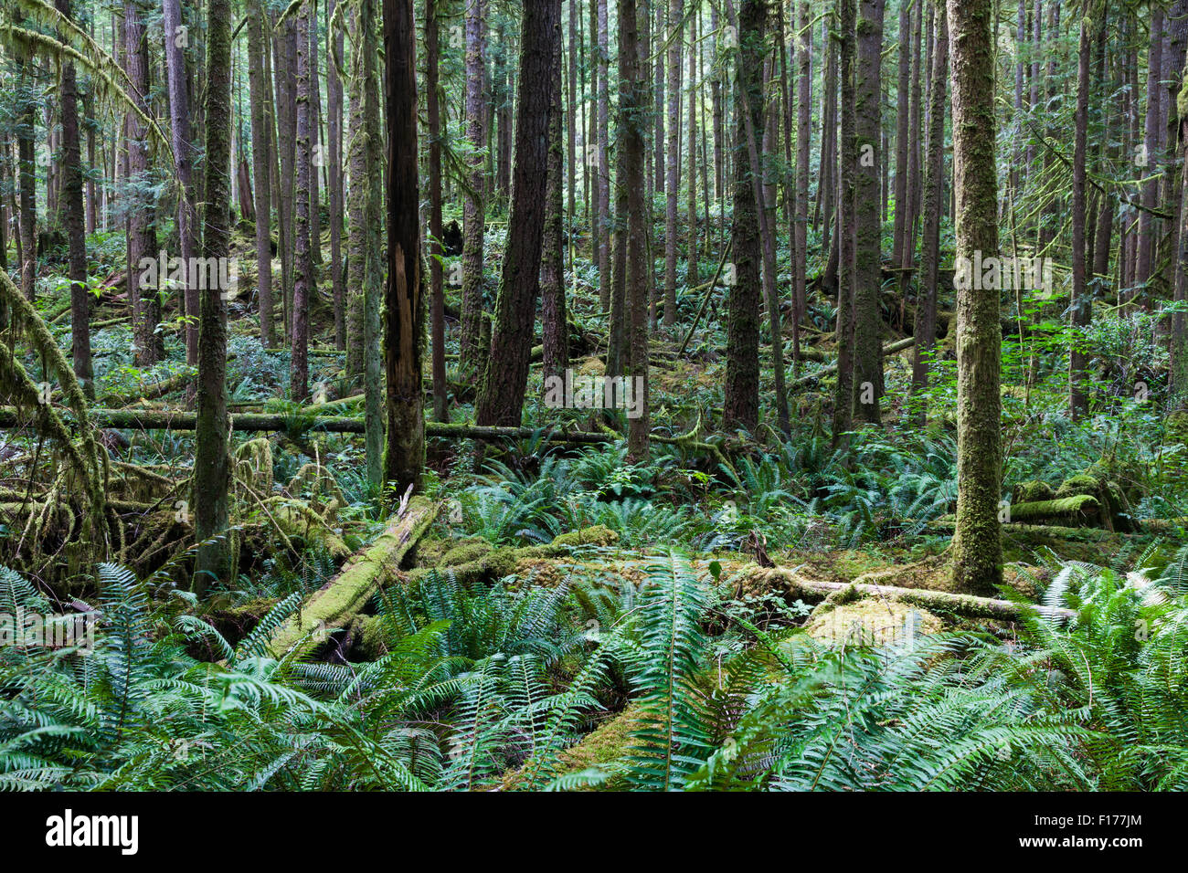 Skookumchuck trail Fotos und Bildmaterial in hoher Auflösung Alamy