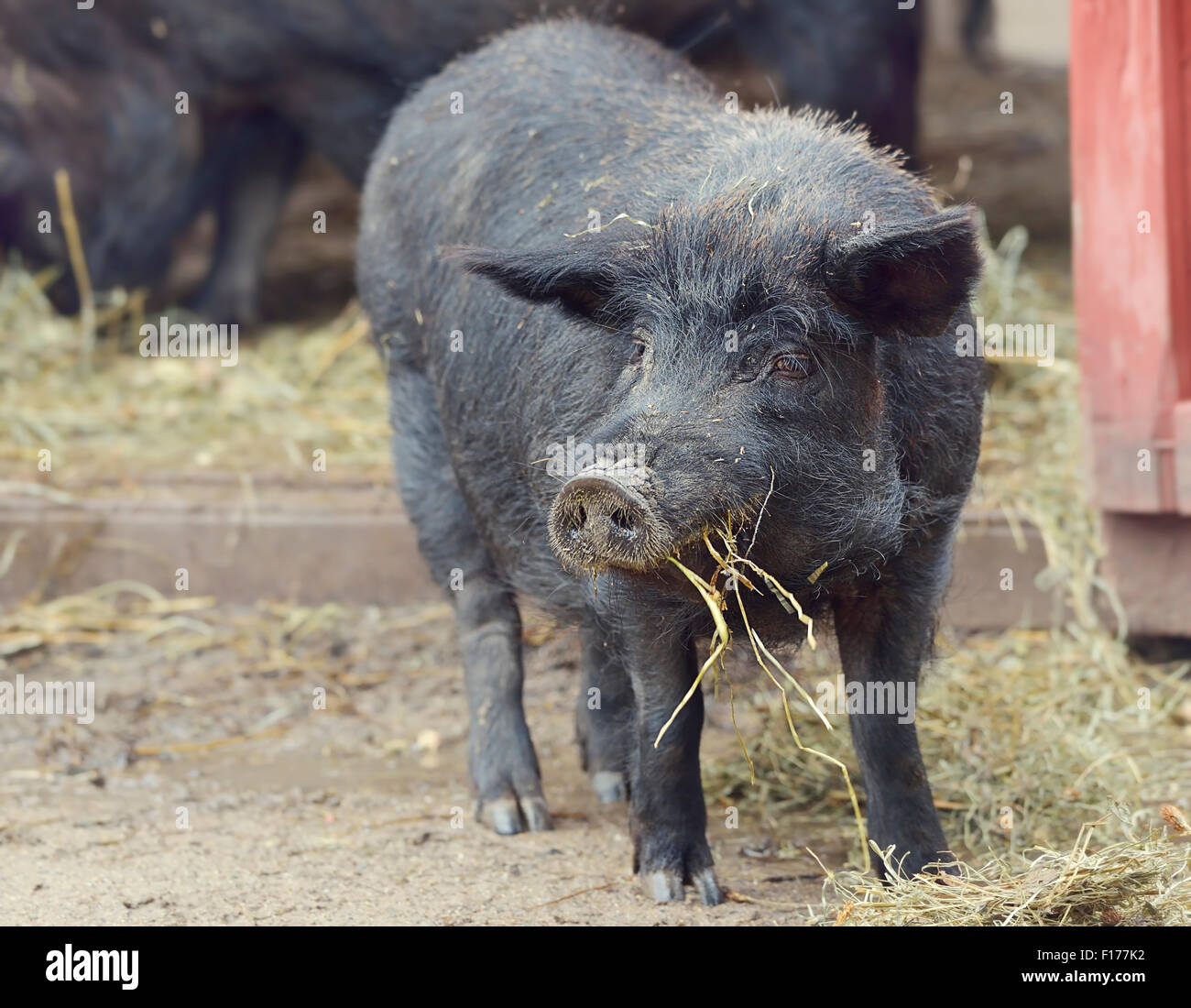 Schwarze Schwein essen in der Nähe von Scheune Stockfoto