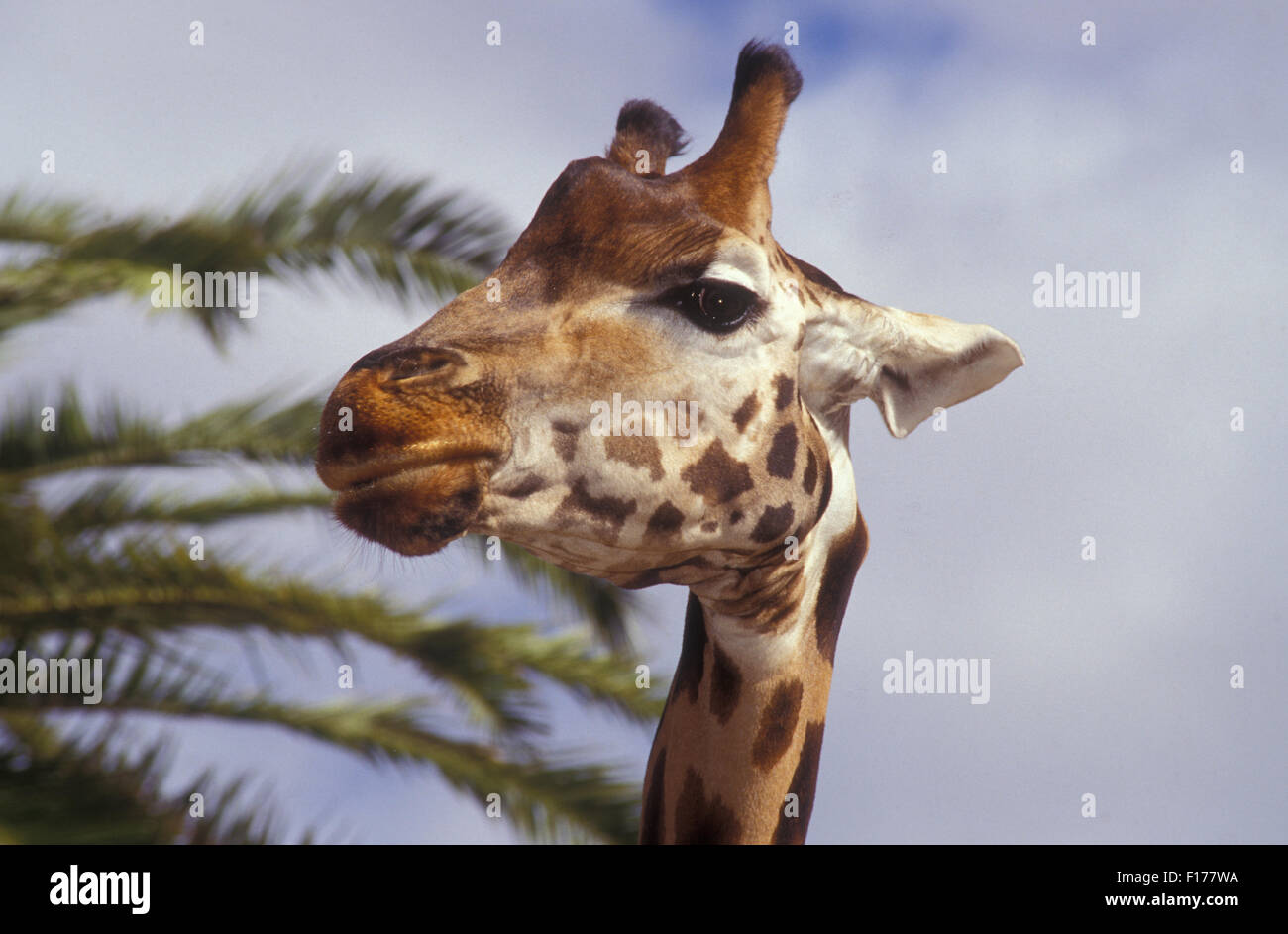 Schuss in den Kopf einer Giraffe, Taronga Zoo Park, Sydney, NSW, Australien Stockfoto