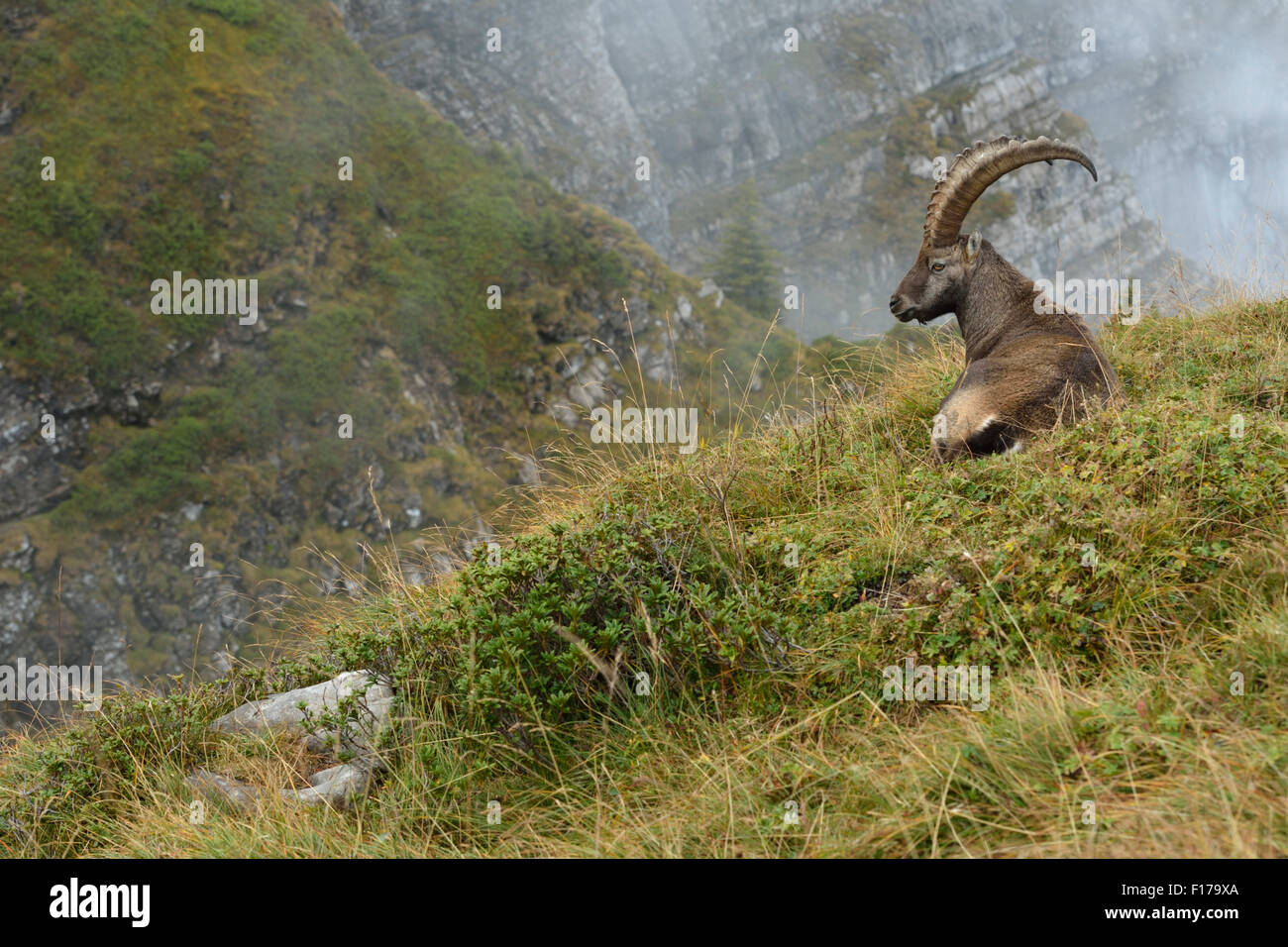 Beeindruckender Alpensteinbock / Steinbock / Alpensteinbock ( Capra Steinbock ) liegt in wilden Hochgebirgen, Tierwelt, Europa. Stockfoto