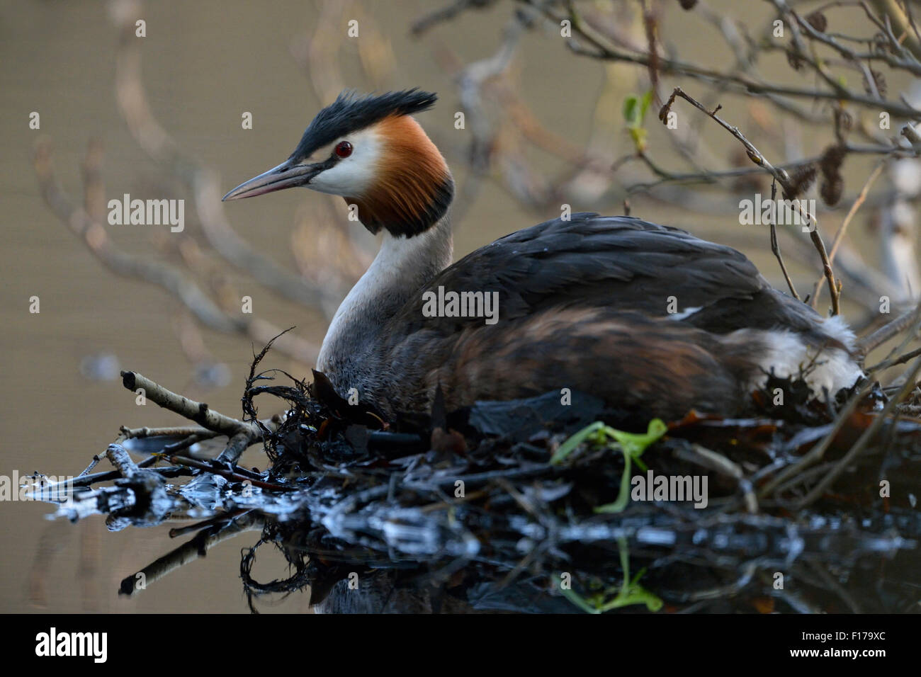 Zucht von Haubentaucher / große Haubenmeise / Haubentaucher (Podiceps Cristatus) sitzt auf seinem Nest. Stockfoto