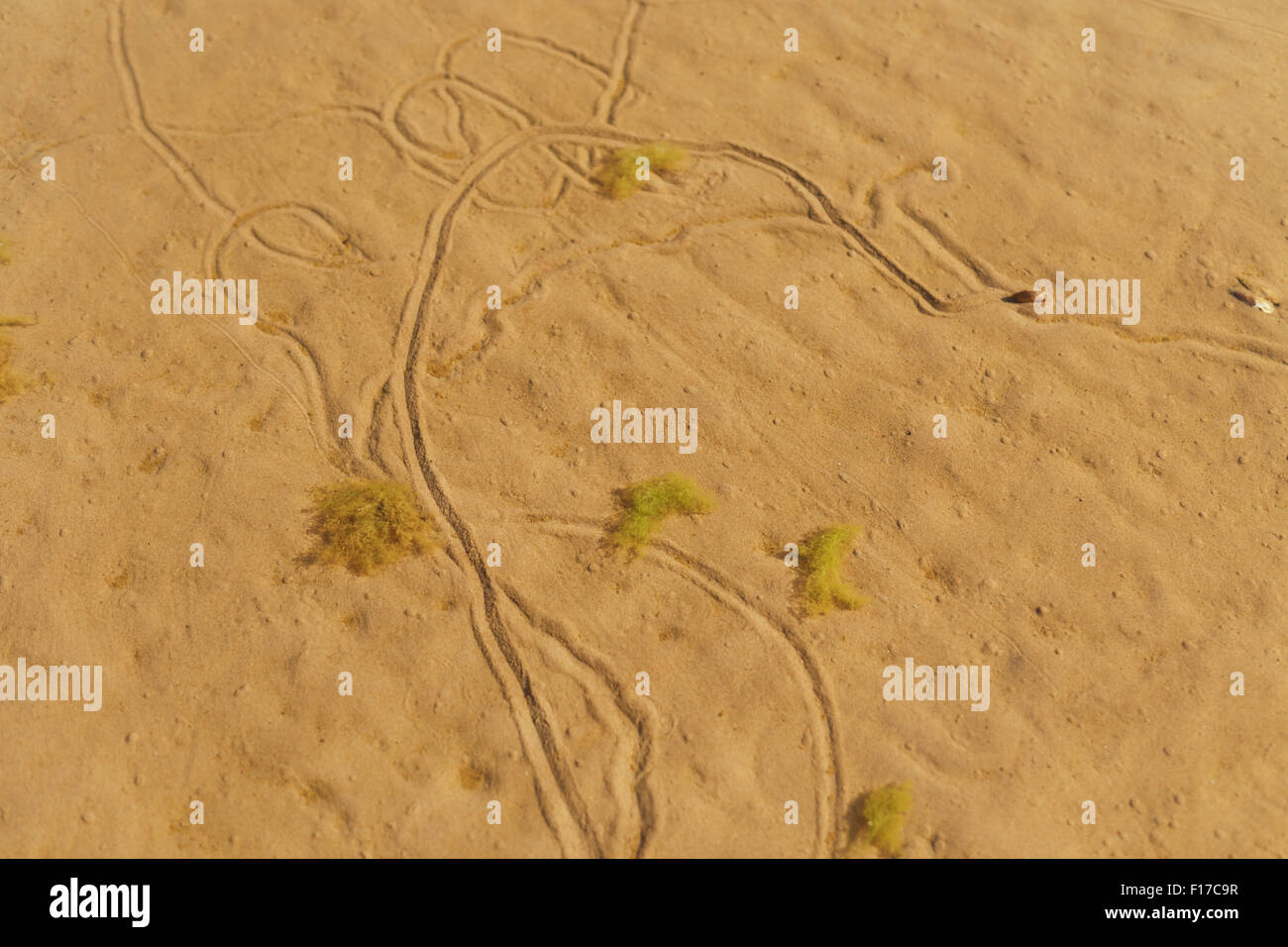 Sandstrand mit Weg gemacht durch Muscheln Stockfoto