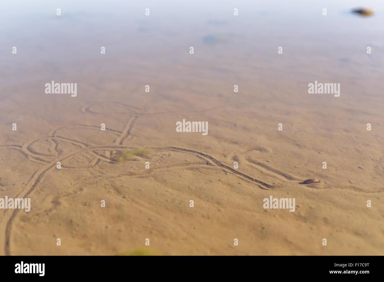 Sandstrand mit Weg gemacht durch Muscheln Stockfoto