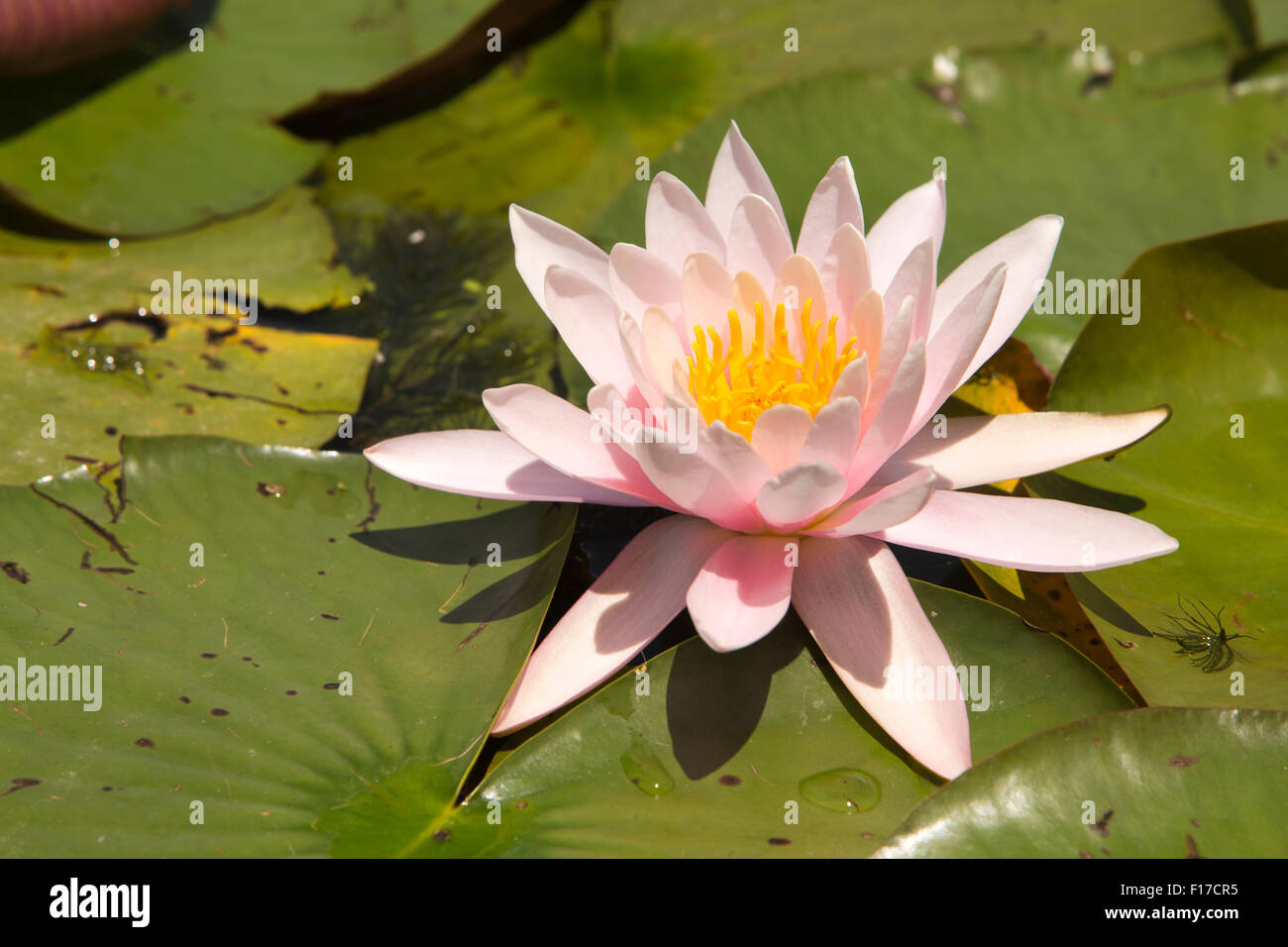 Indien, Jammu & Kaschmir, Srinagar, Dal Lake, Pink Lotus (Nelumbo Nucifera) Blume Blüte Stockfoto