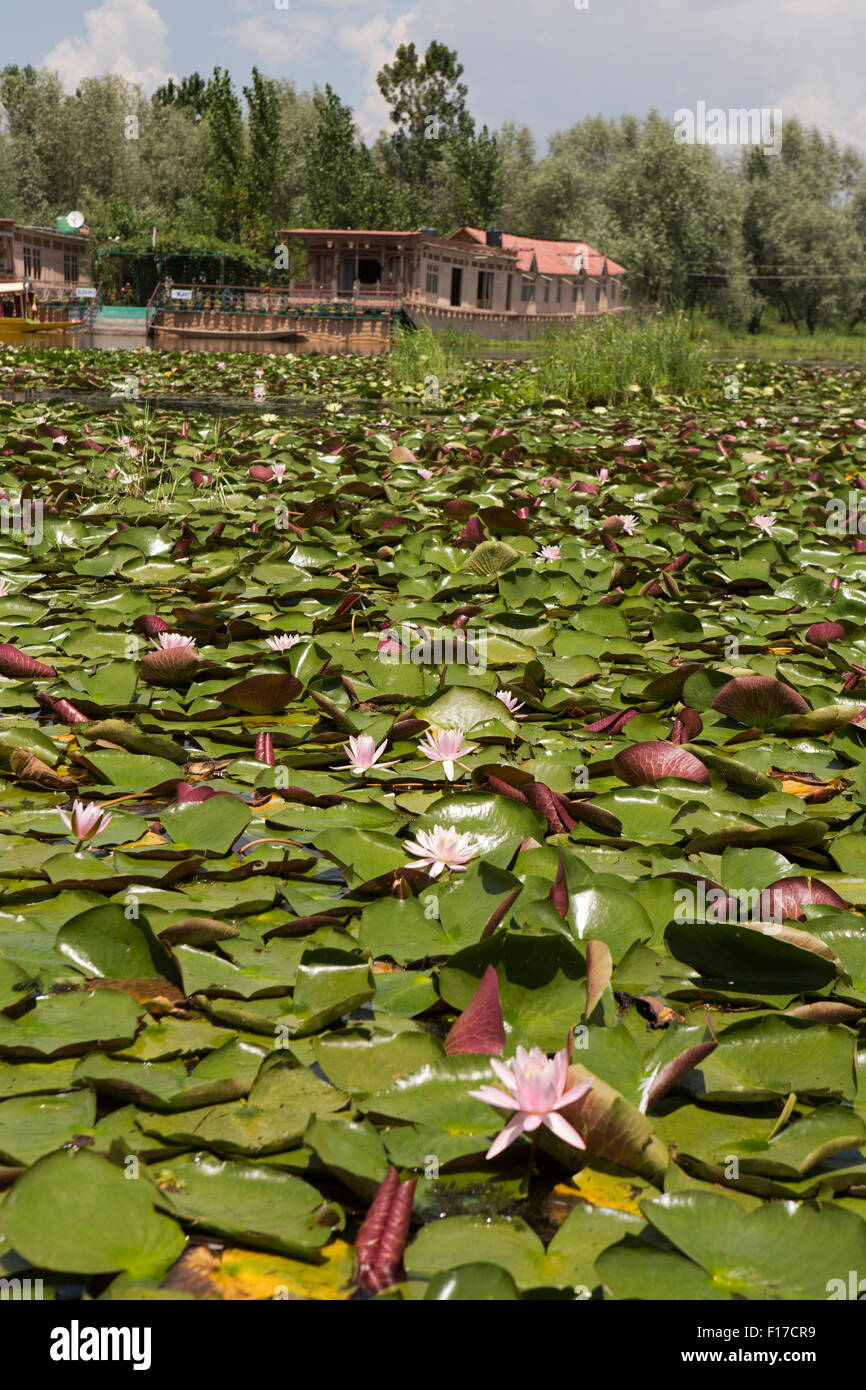 Indien, Jammu & Kaschmir, Srinagar, Dal Lake, rosa Lotusblume (Nelumbo Nucifera) in der Nähe von Hausbooten Blüte Stockfoto