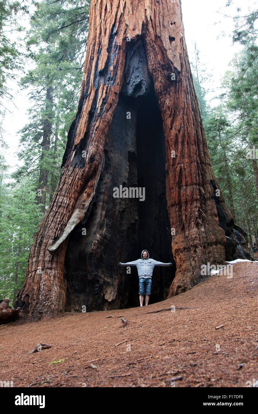 Mammutbaum in Mariposa Grove, Yosemite-Nationalpark, Kalifornien, USA Stockfoto