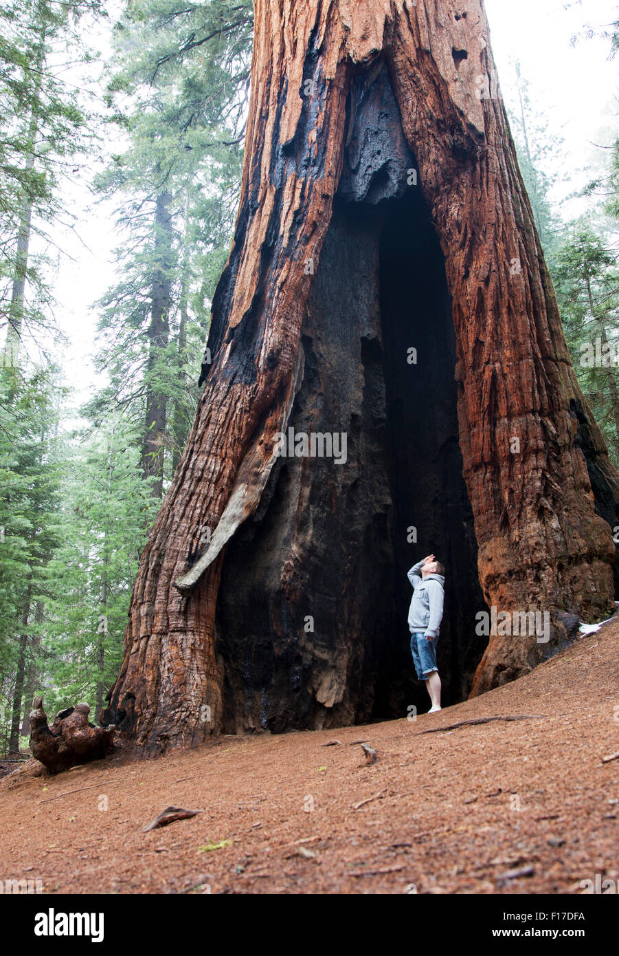 Mammutbaum in Mariposa Grove, Yosemite-Nationalpark, Kalifornien, USA Stockfoto