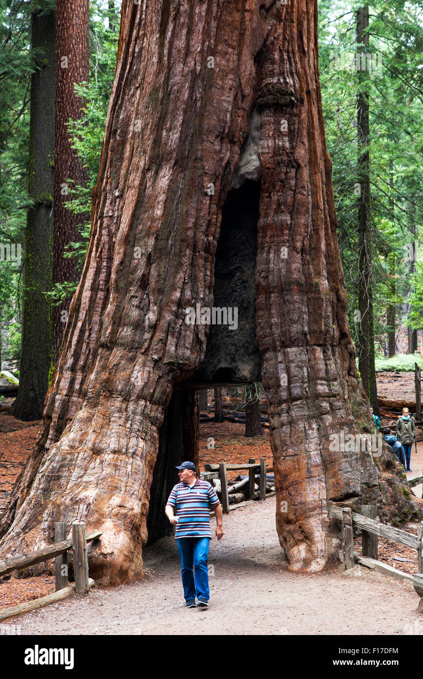 Mammutbaum in Mariposa Grove, YosemiteNationalpark, Kalifornien, USA