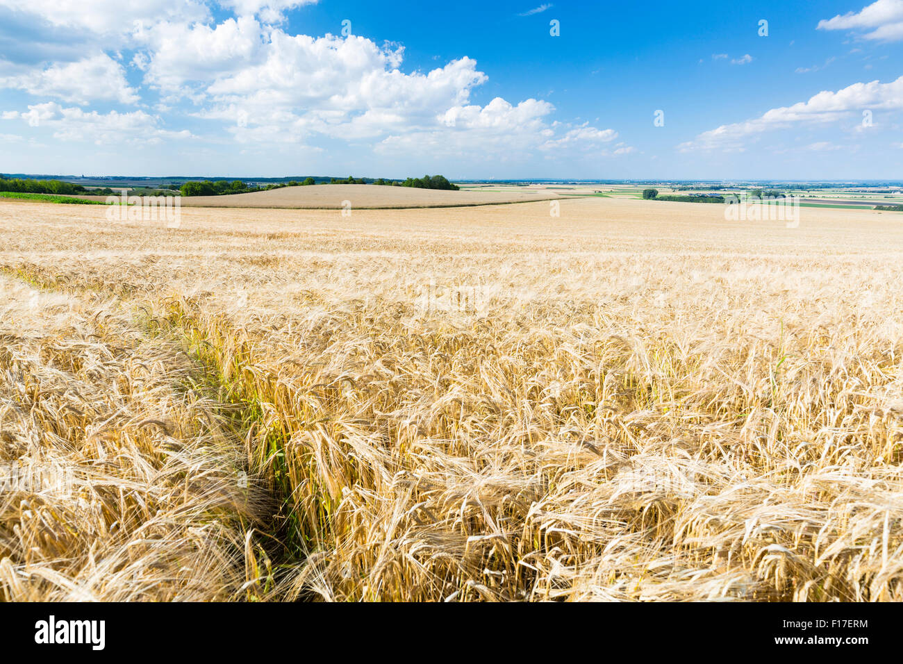 Ein Goldener Roggen Feld mit blauem Himmel und breit Eifel Landschaft in Deutschland. Stockfoto