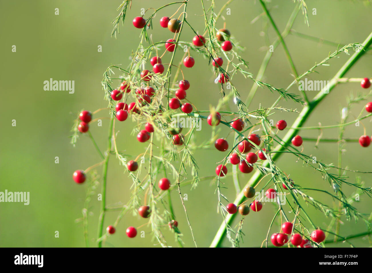 Schöne Pflanze Spargel Officinalis mit roten Beeren Stockfoto