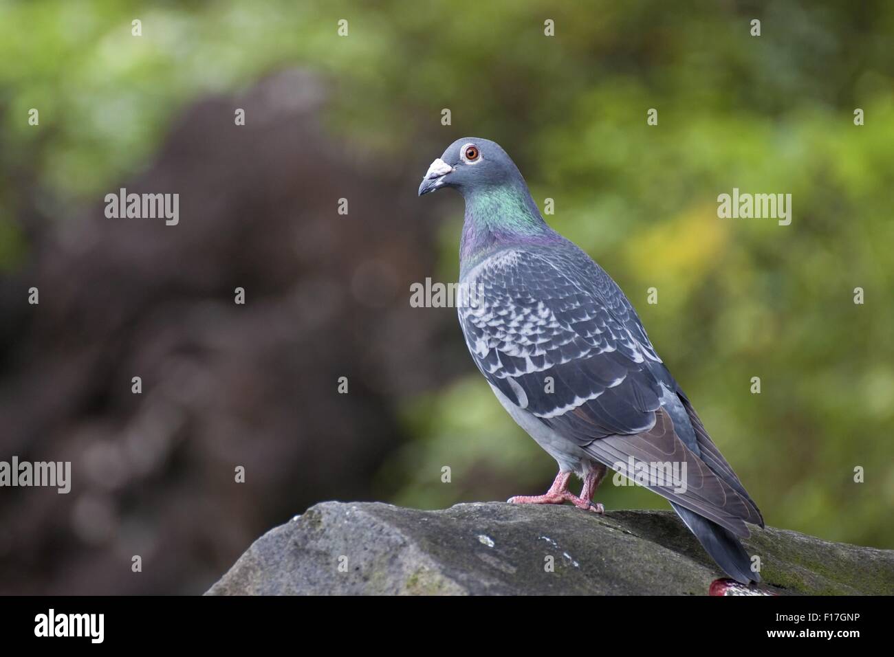 Makro-Ansicht einer Taube stehen auf Felsen im winter Stockfoto