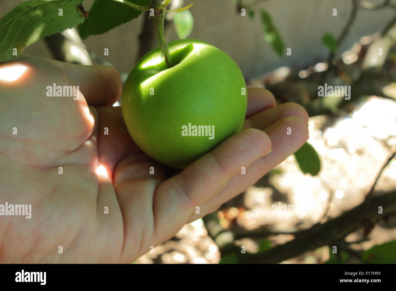 einen Apfel in der hand Stockfoto