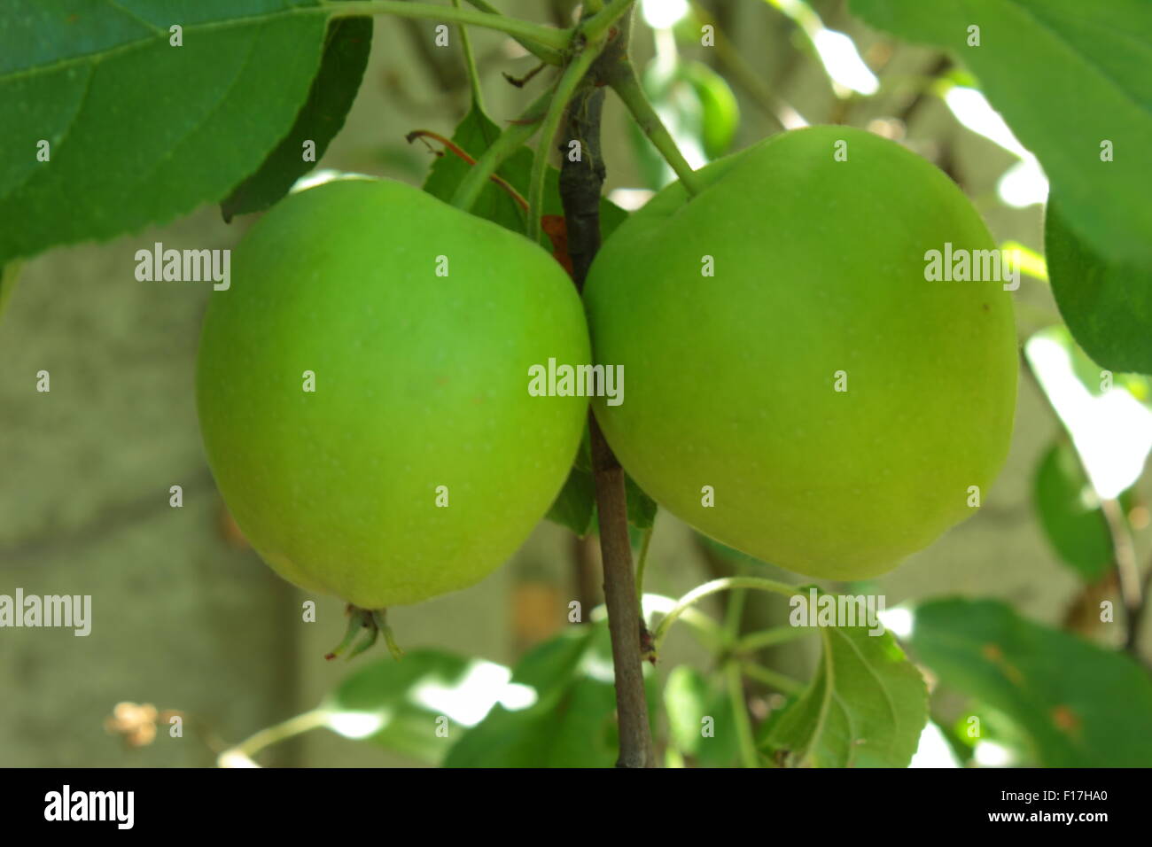 Close-up Wachstum von zwei Äpfel Stockfoto