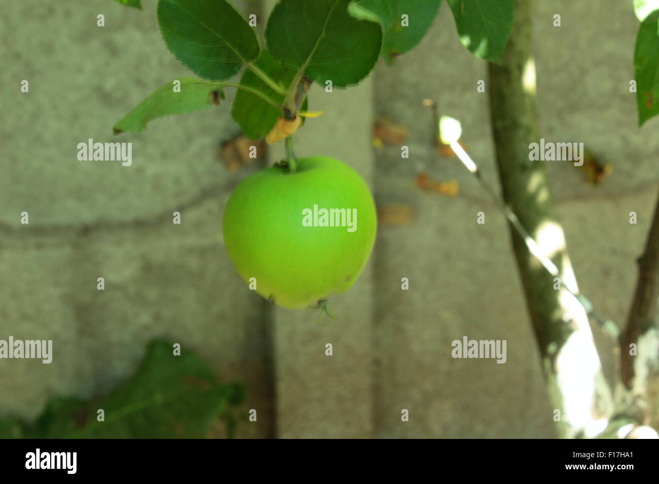 Apfelanbaus an einem Baum Stockfoto