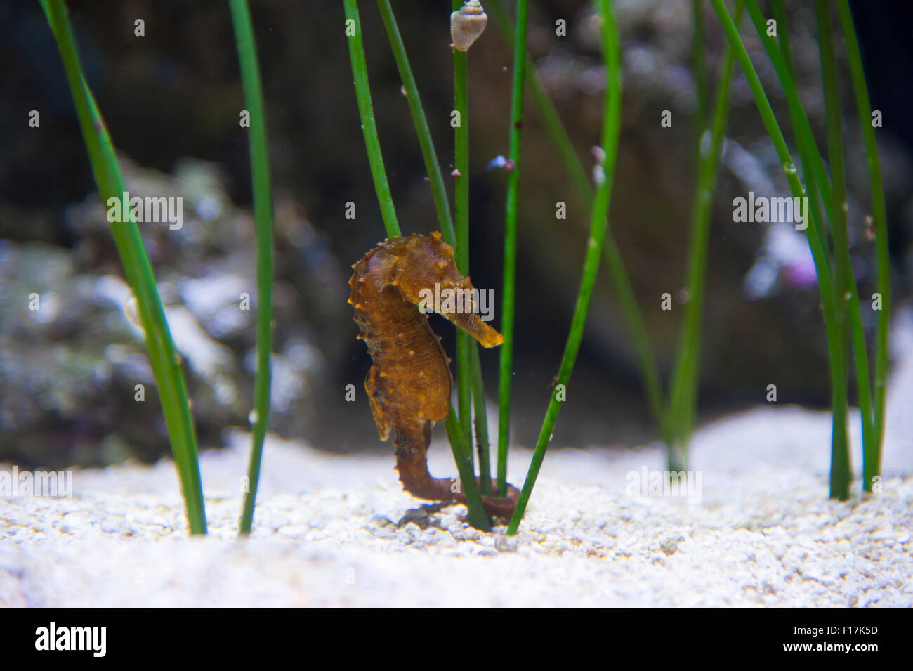 Kann Man Seepferdchen Im Aquarium Halten Seepferdchen aquarium -Fotos und -Bildmaterial in hoher Auflösung – Alamy