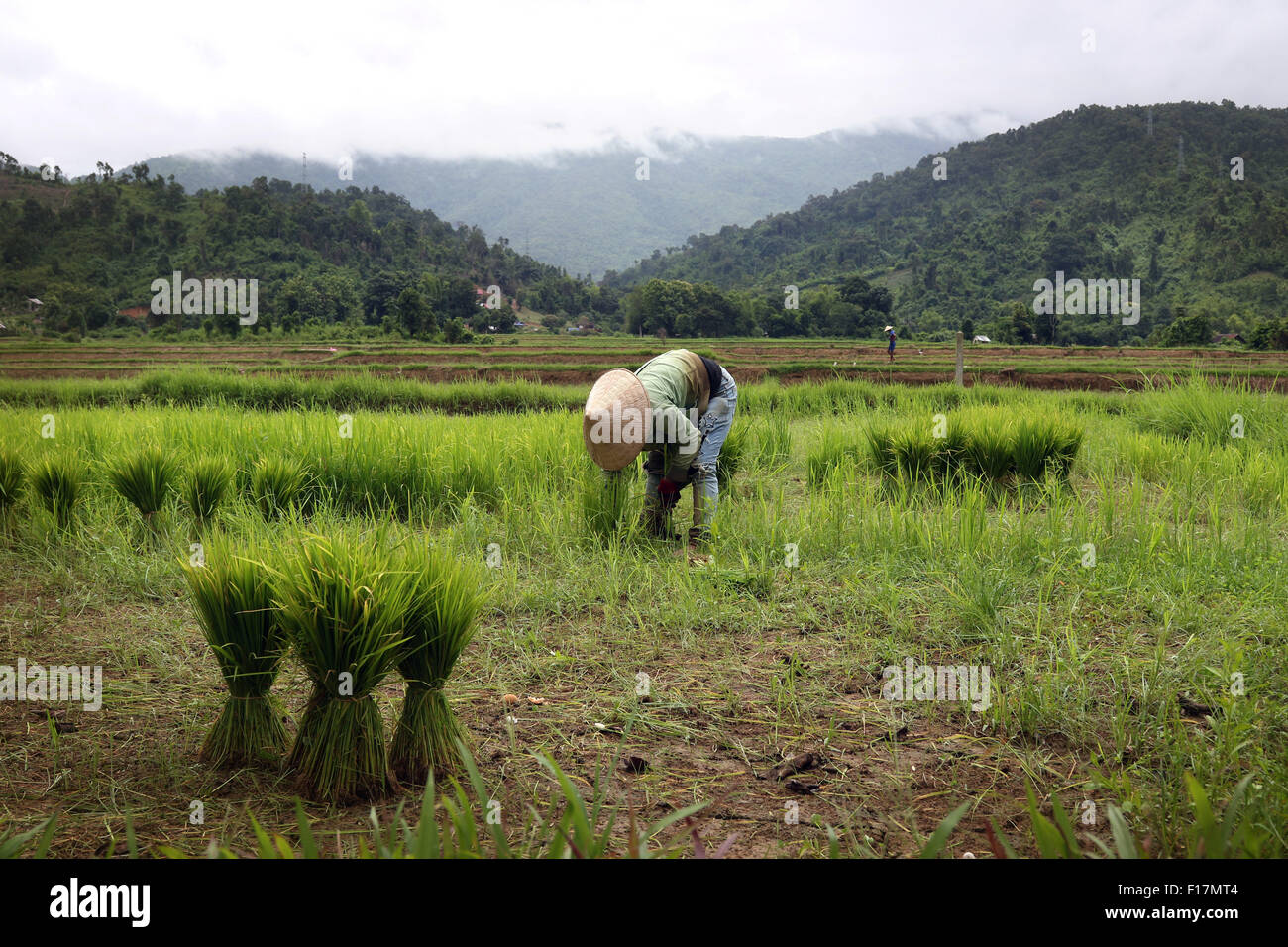 Reis Feld Reisfelder Arbeiter rustikale scenic Stockfoto