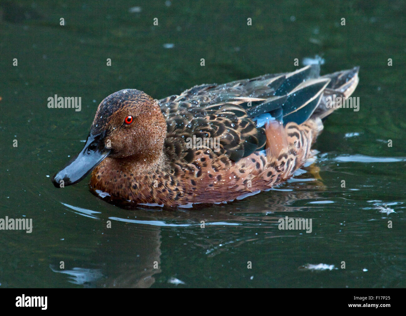 Cinnamon Teal (Anas cynoptera) männlich in Eclipse Gefieder Stockfoto