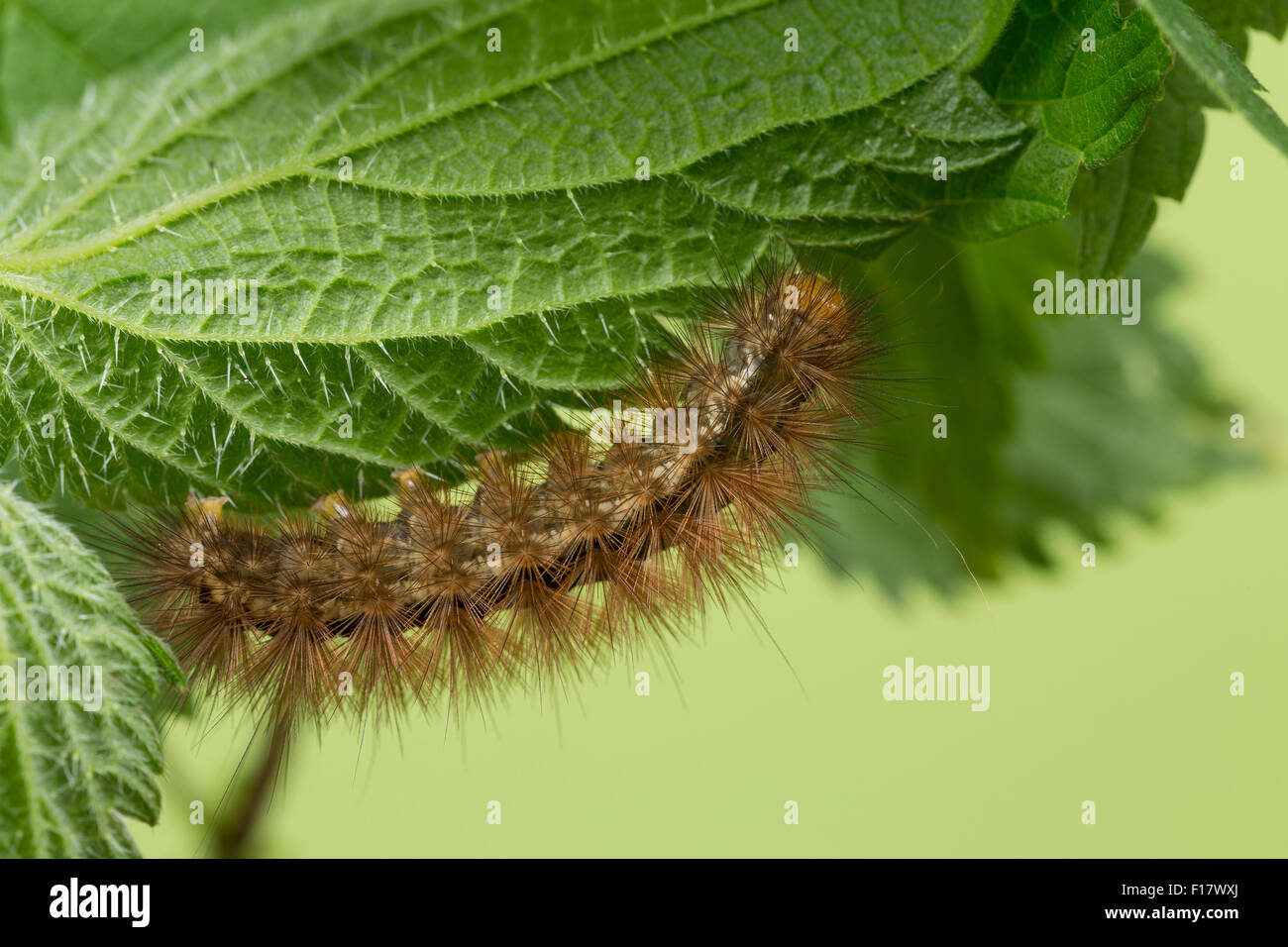 Buff Hermelin, Raupe, Gelber Fleckleibbär, Gelbe Tigermotte, Raupe, Spilarctia Lutea, Spilosoma Lutea, Spilosoma Luteum Stockfoto