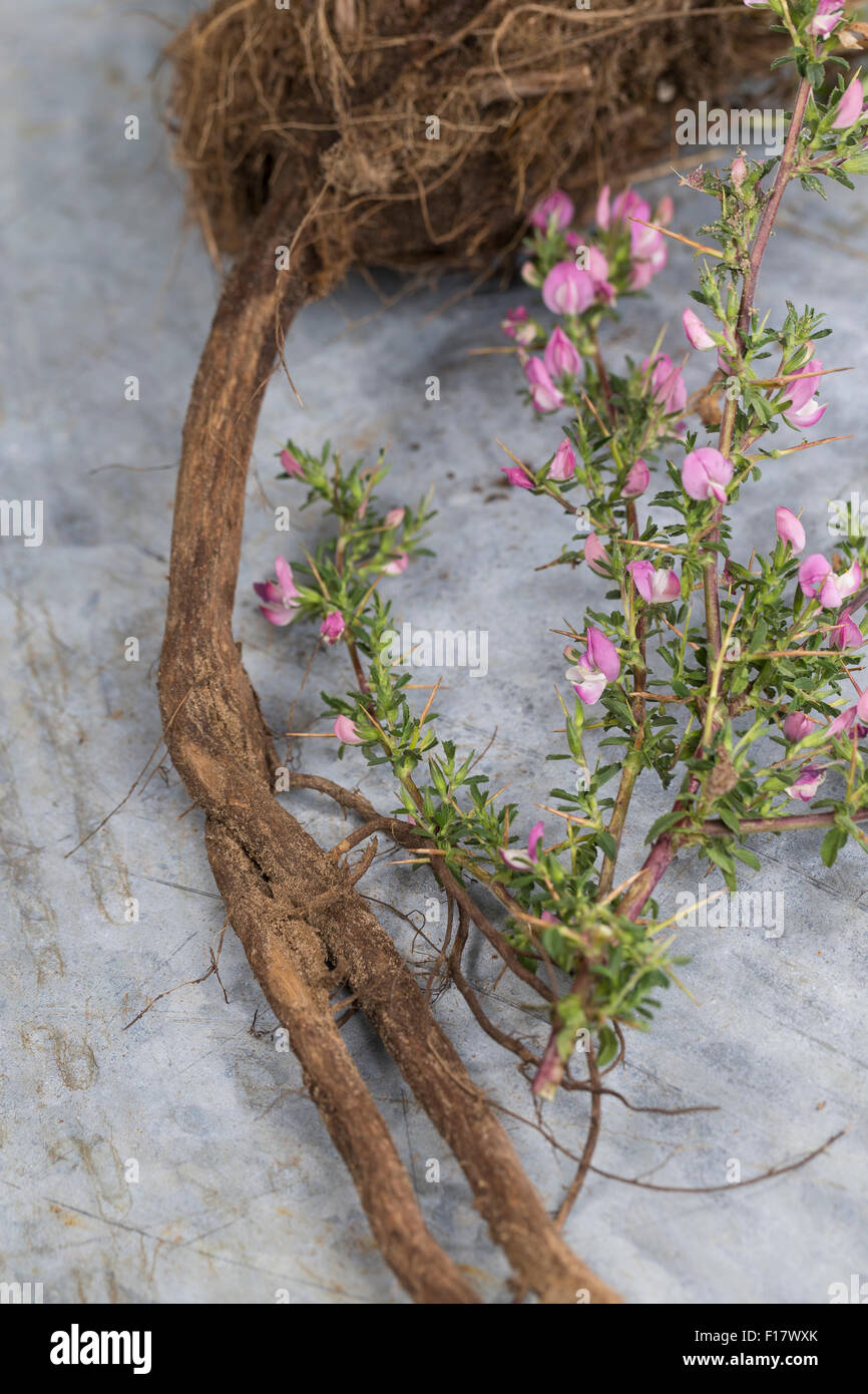 Stacheligen Restharrow, root, Dornige Hauhechel, Dorniger Hauhechel, Hauhechelwurzel, Hauhechel-Wurzel, Wurzeln, Ononis Spinosa Stockfoto