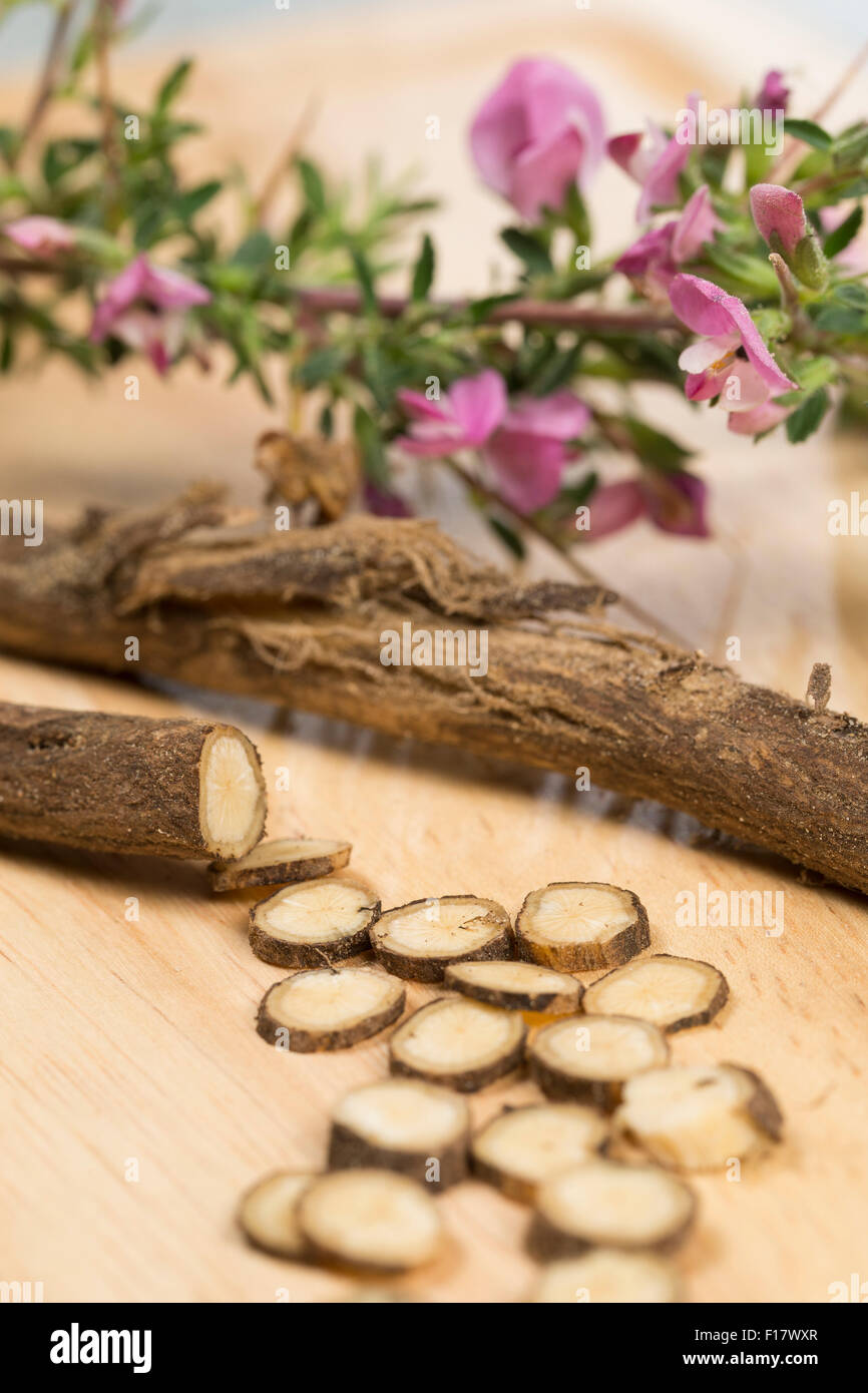 Stacheligen Restharrow, root, Dornige Hauhechel, Dorniger Hauhechel, Hauhechelwurzel, Hauhechel-Wurzel, Wurzeln, Ononis Spinosa Stockfoto