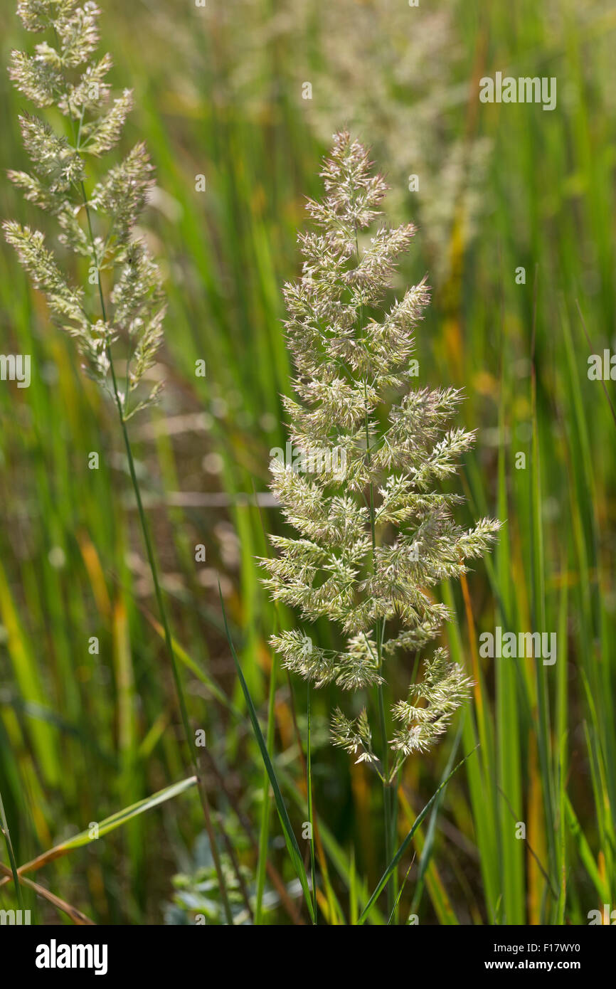 Holz klein-Reed, Bushgrass, Land-Reitgras, Landreitgras, Sand-Reitgras, Calamagrostis Epigejos, Calamagrostis Commun Stockfoto