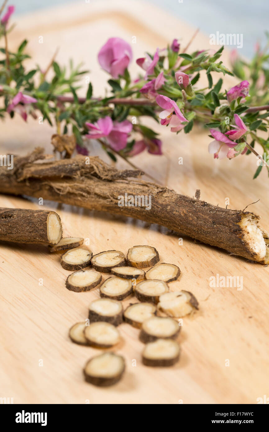 Stacheligen Restharrow, root, Dornige Hauhechel, Dorniger Hauhechel, Hauhechelwurzel, Hauhechel-Wurzel, Wurzeln, Ononis Spinosa Stockfoto