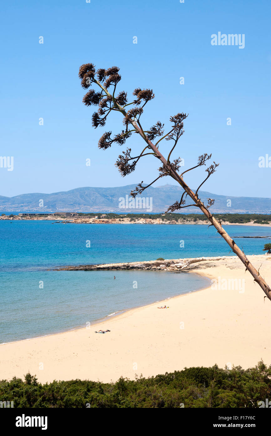 Griechenland, Kykladen, Naxos, Südwesten, Psili Ammos Strand Stockfoto