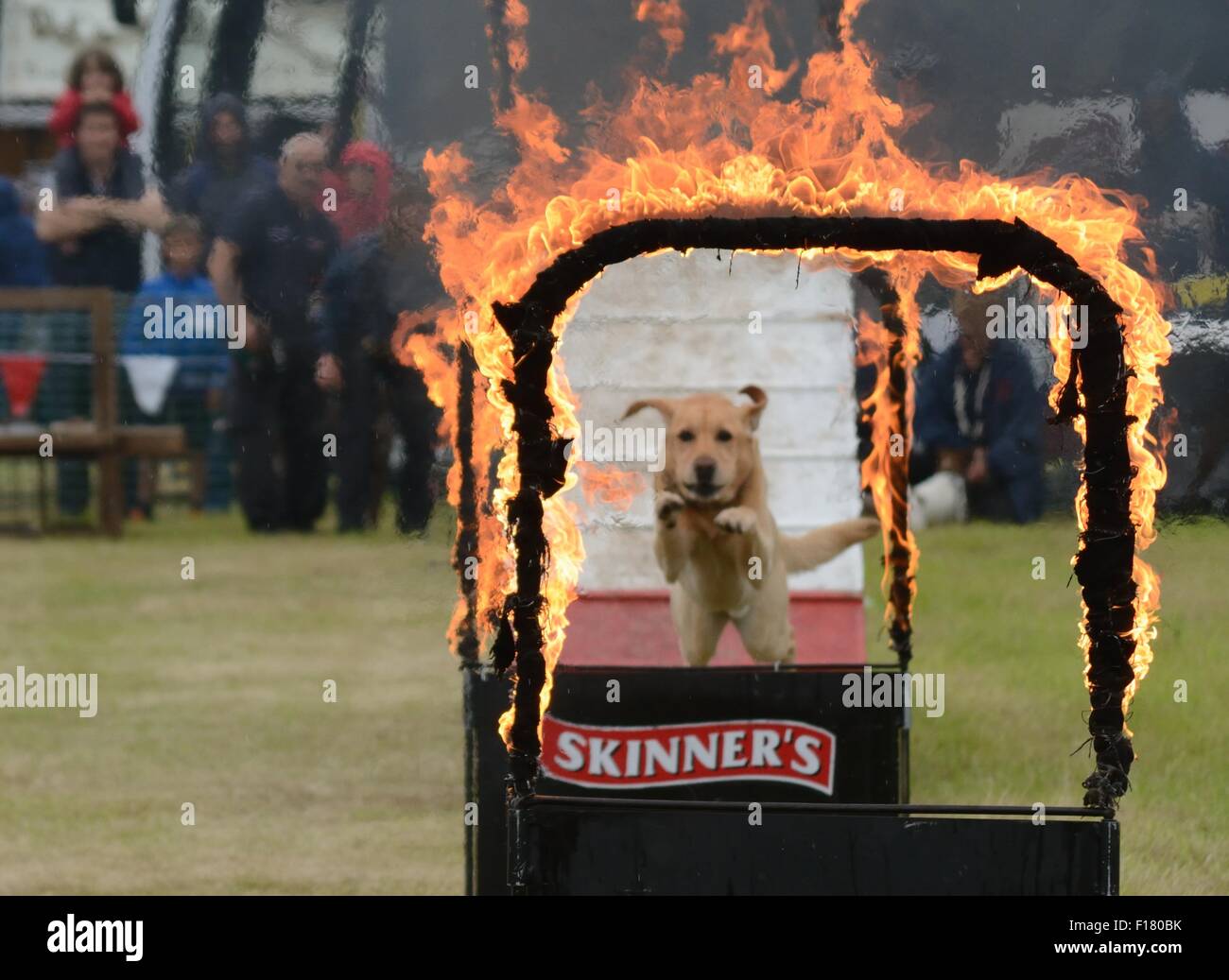 Hund durch einen brennenden Reifen auf ein Land fayre in Hampshire, Großbritannien Stockfoto