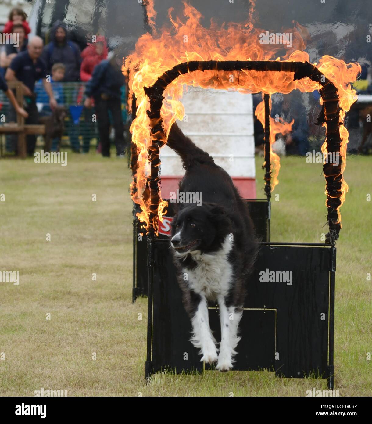 Hund durch einen brennenden Reifen auf ein Land fayre in Hampshire, Großbritannien Stockfoto