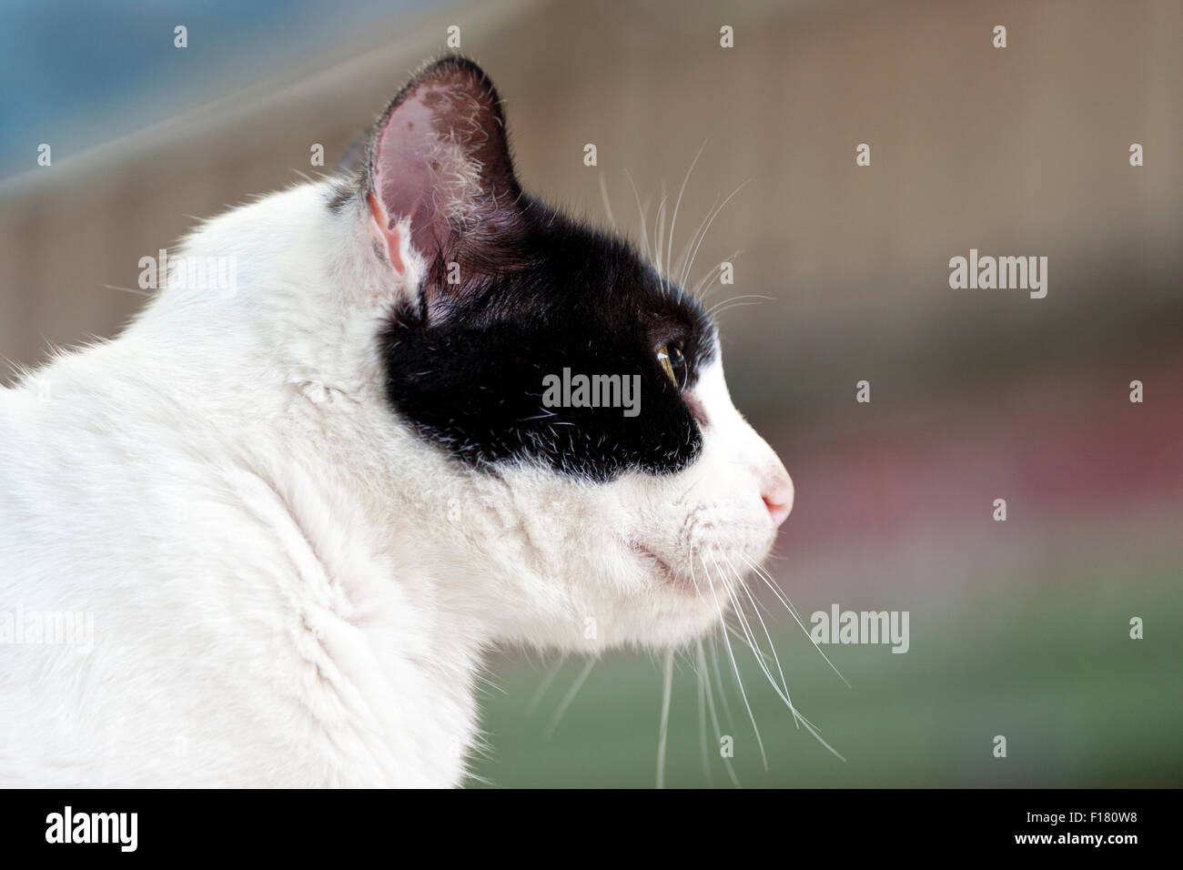 schöne weiße Katze mit schwarzer Farbe weiter beobachten Stockfoto