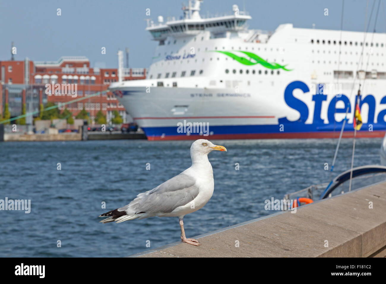 Möwe und Fähre, Hafen, Kiel, Schleswig-Holstein, Deutschland Stockfoto