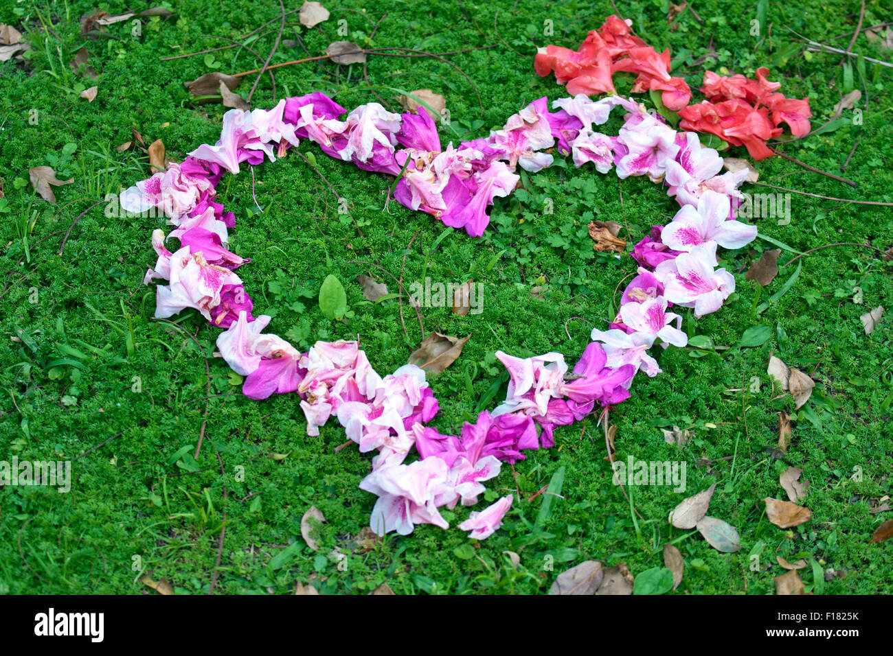 bunte Blumen in Form eines Herzens auf Grünland Stockfoto