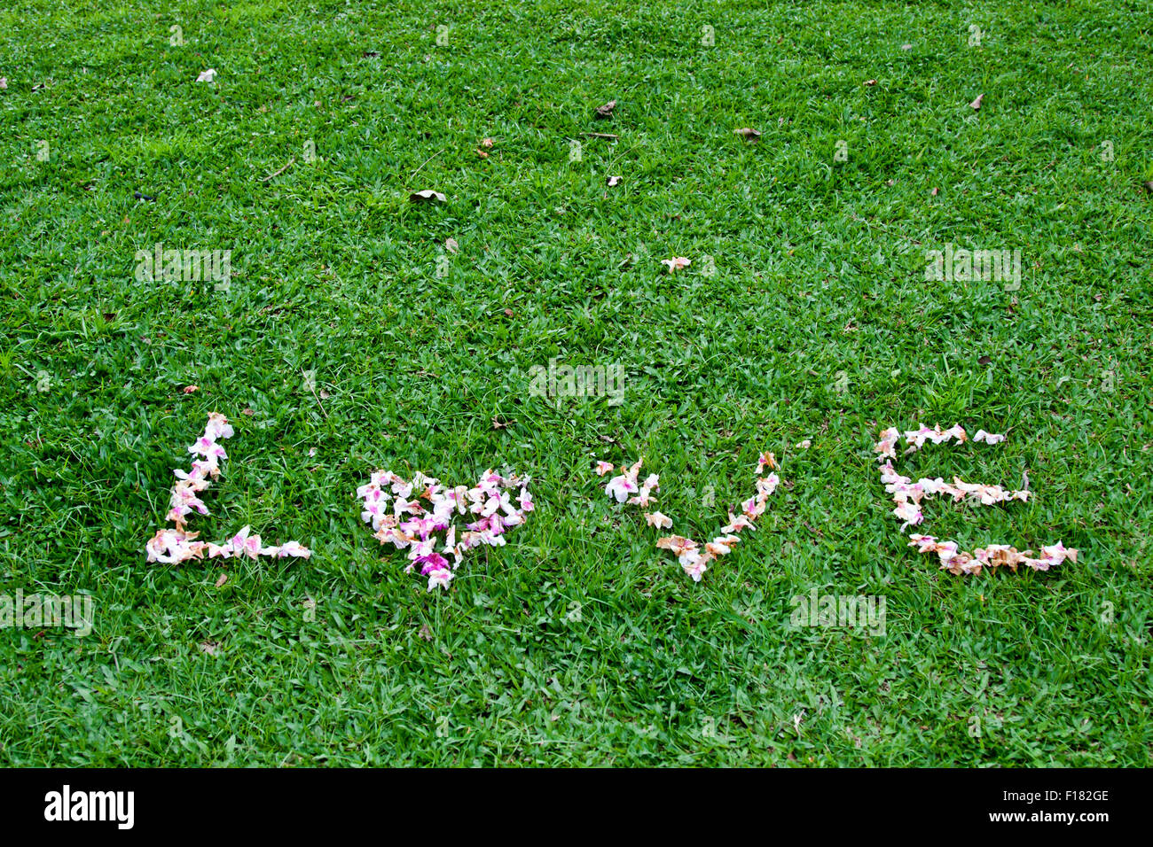 bunte Blumen in der Wortform des Herzens auf Grünland Stockfoto