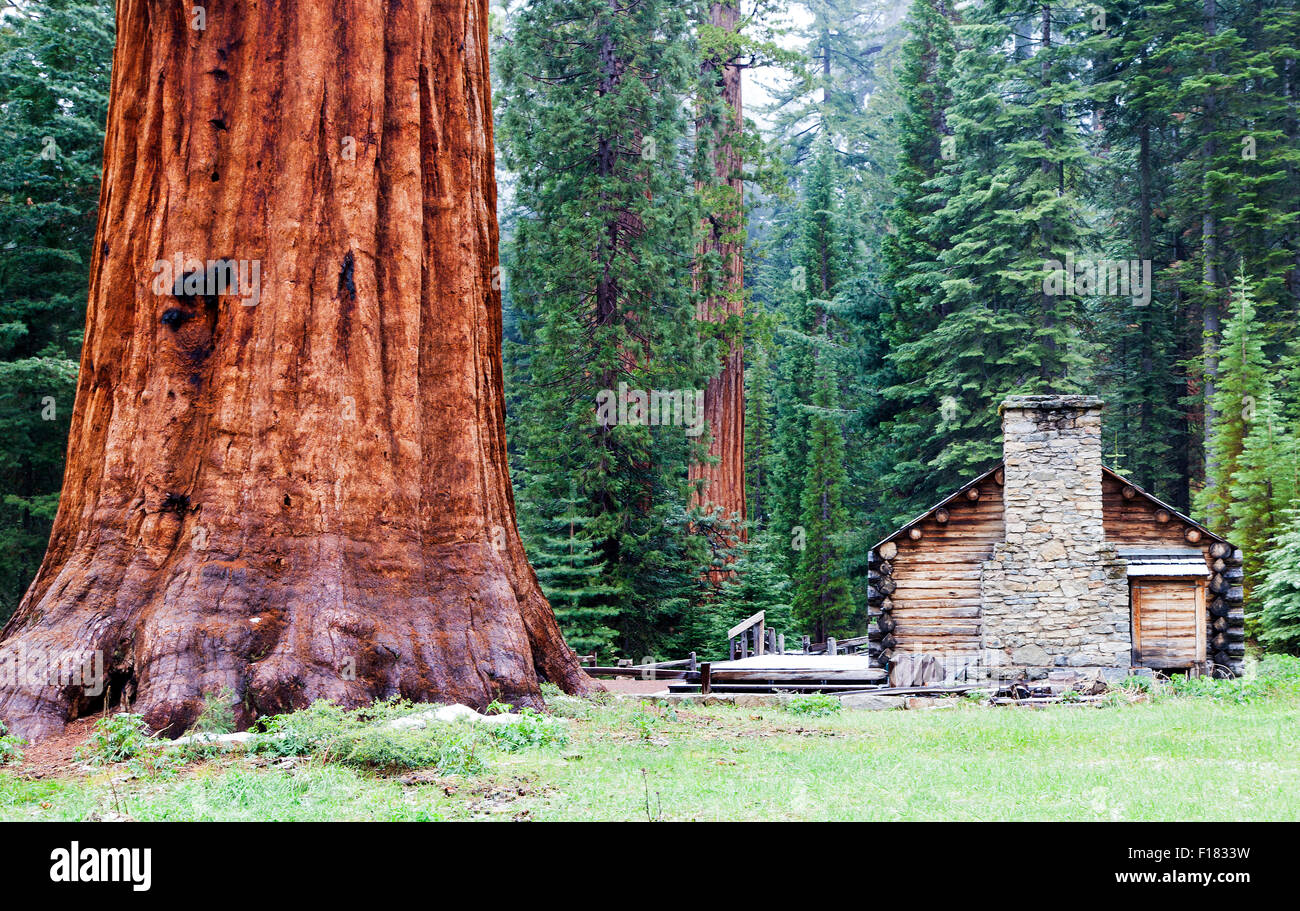 Der Mariposa Grove Museum, Yosemite-Nationalpark, Kalifornien, USA Stockfoto