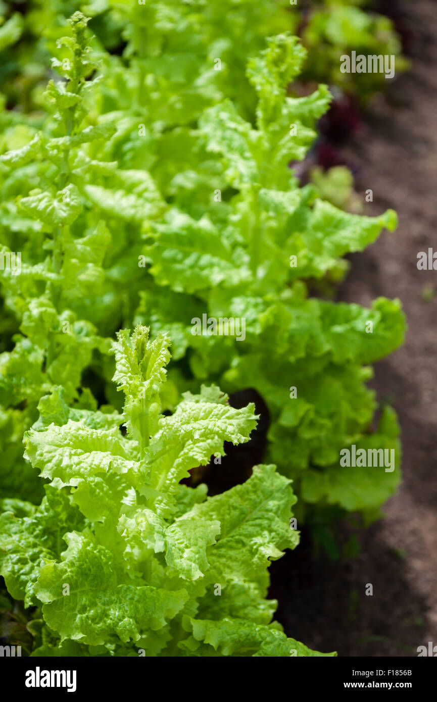 Eine Reihe von grünen Kopfsalat ab, um Samen zu gehen. Stockfoto