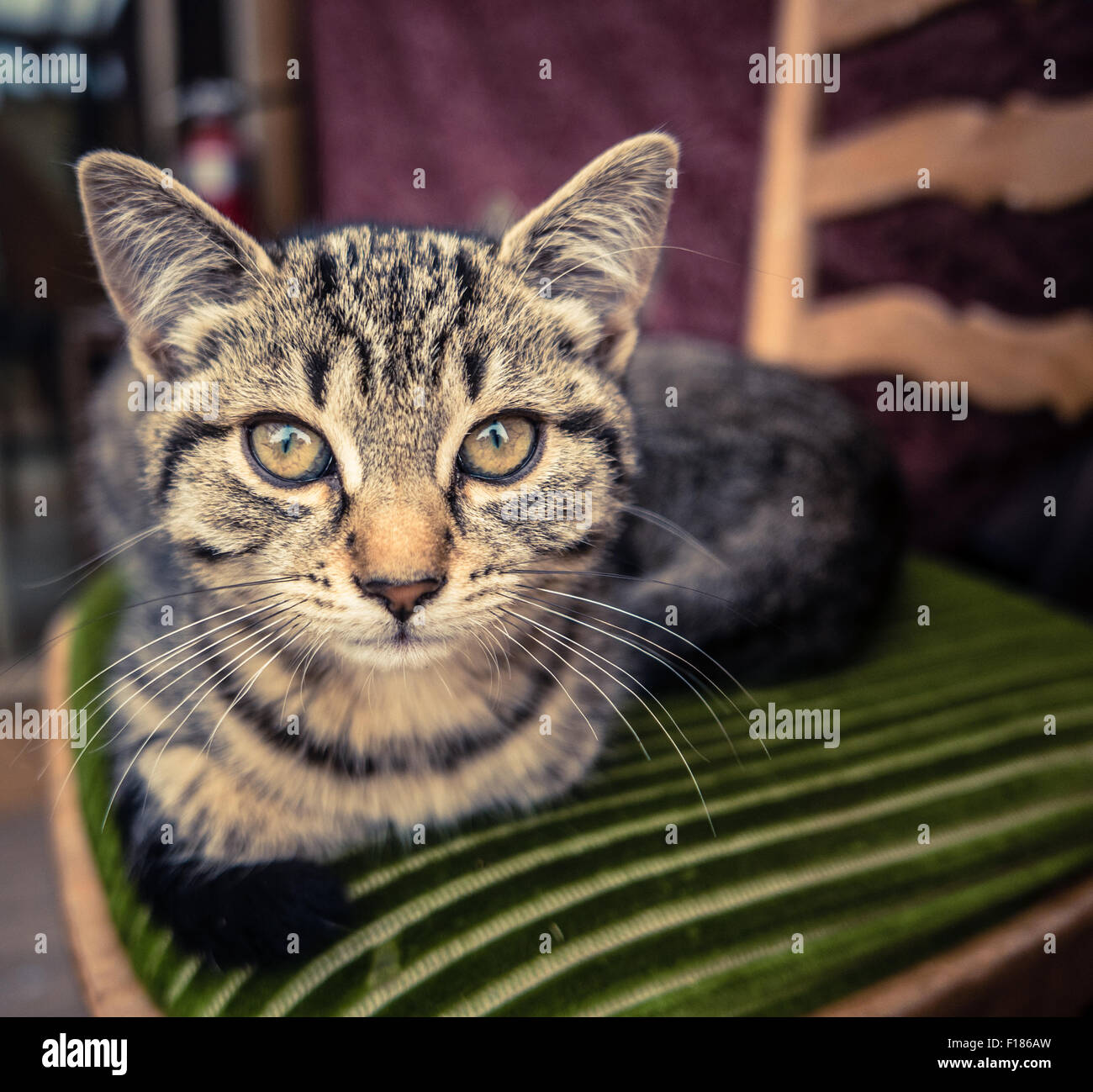 Entspannen Sie sich auf einen Küchenstuhl Tabby Katze Stockfoto