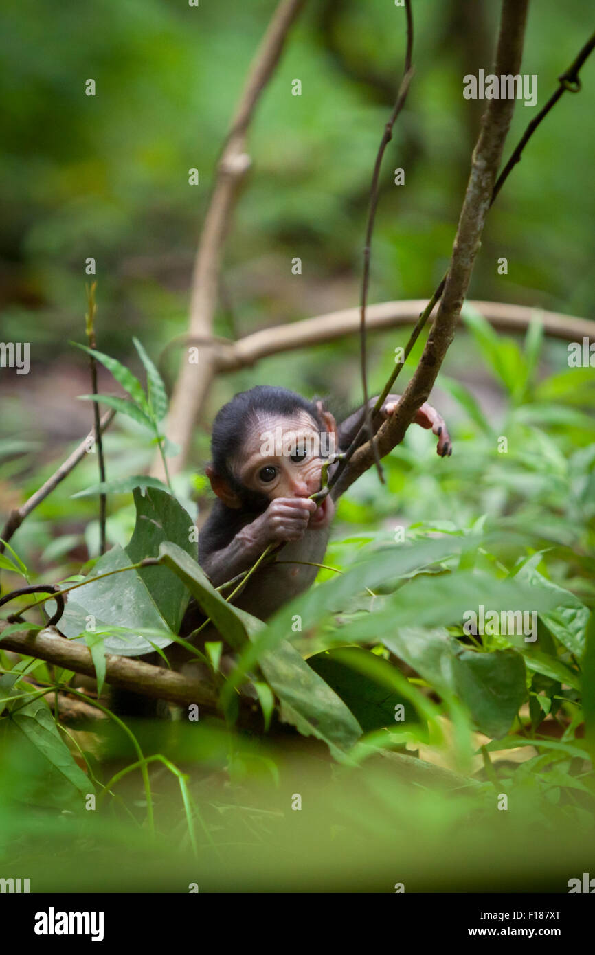 Im Naturschutzgebiet Tangkoko, North Sulawesi, Indonesien, spielt ein Säugling von Sulawesi-Schwarzkammmakaken (Macaca nigra) allein. Stockfoto